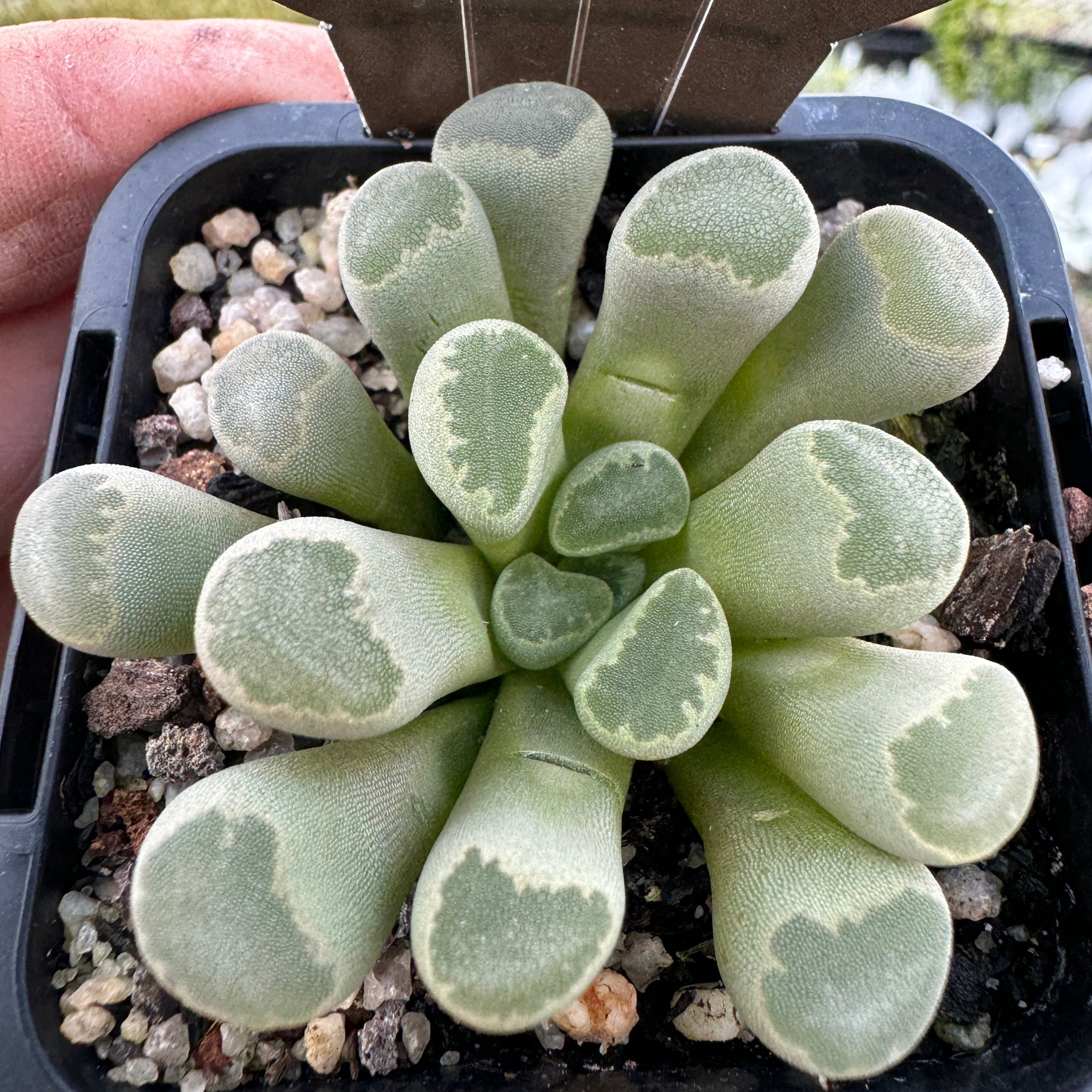 Frithia pulchra 'Insect Eyes'