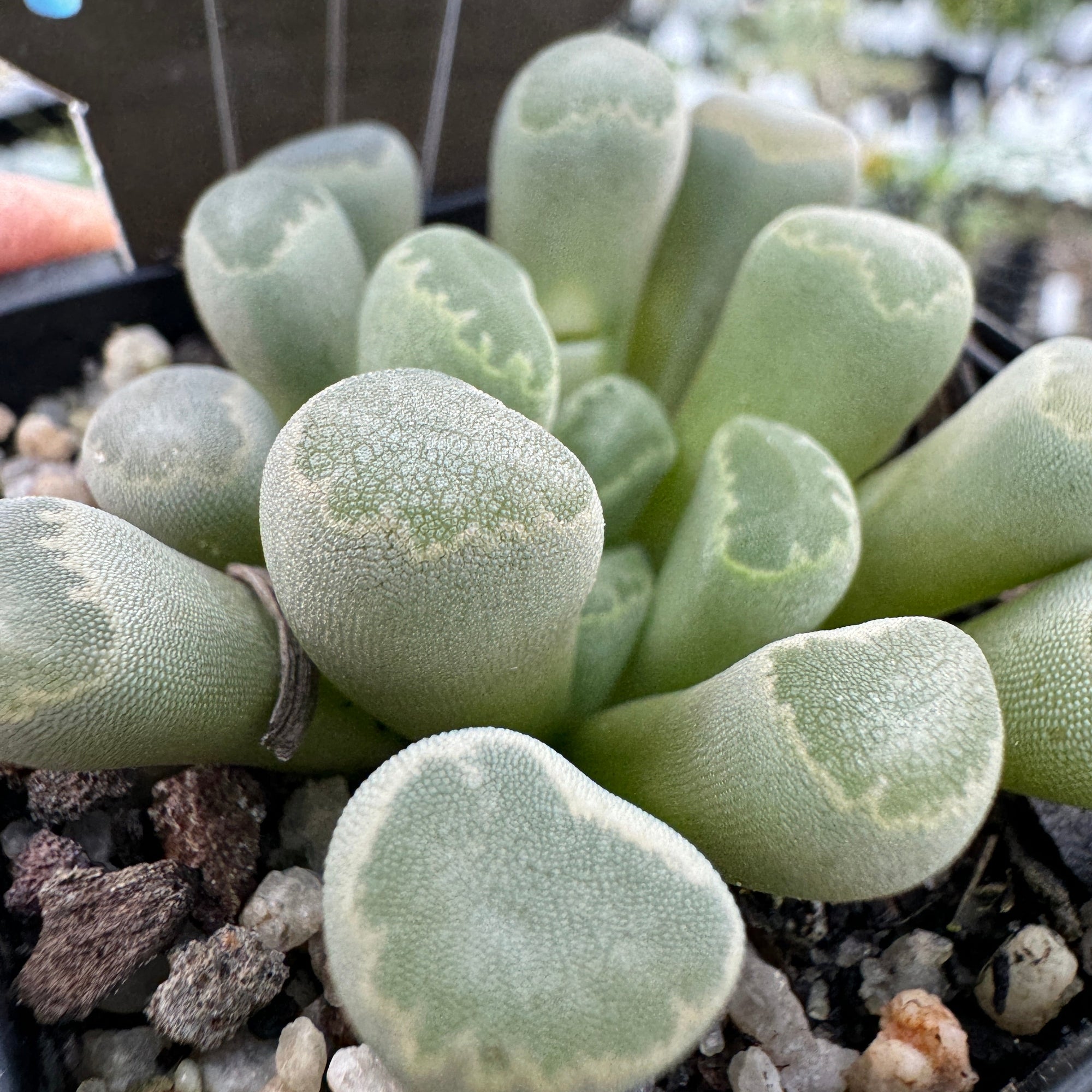 Frithia pulchra 'Insect Eyes'