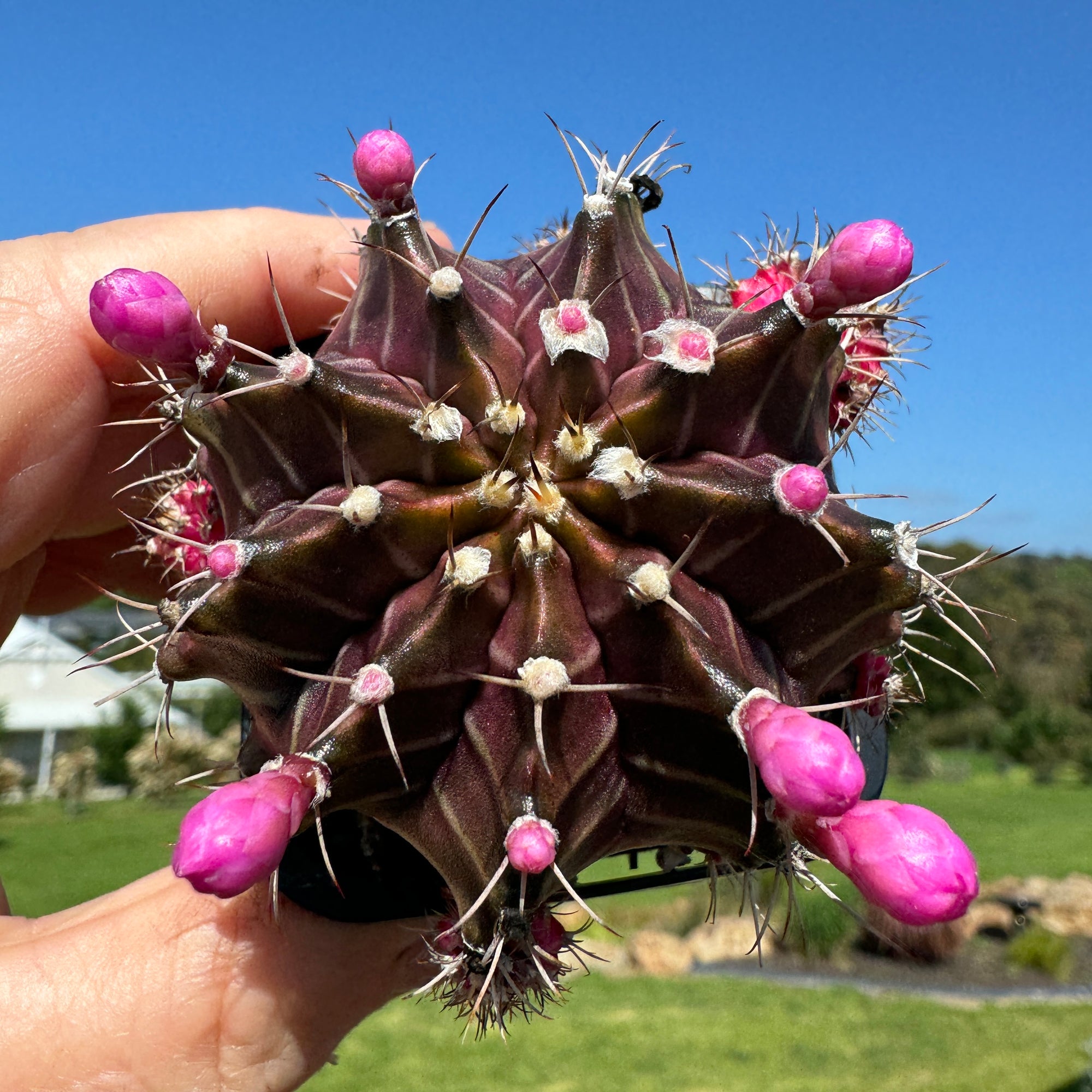 Gymnocalycium mihanovichii forma Pink and Black – Moon Cactus
