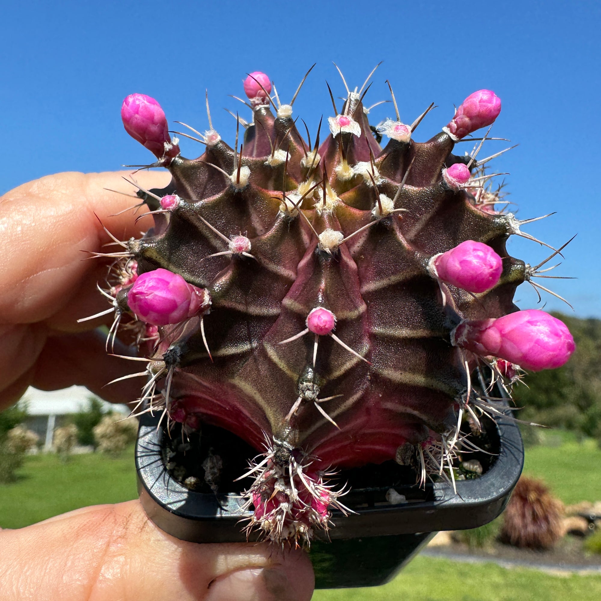 Gymnocalycium mihanovichii forma Pink and Black – Moon Cactus