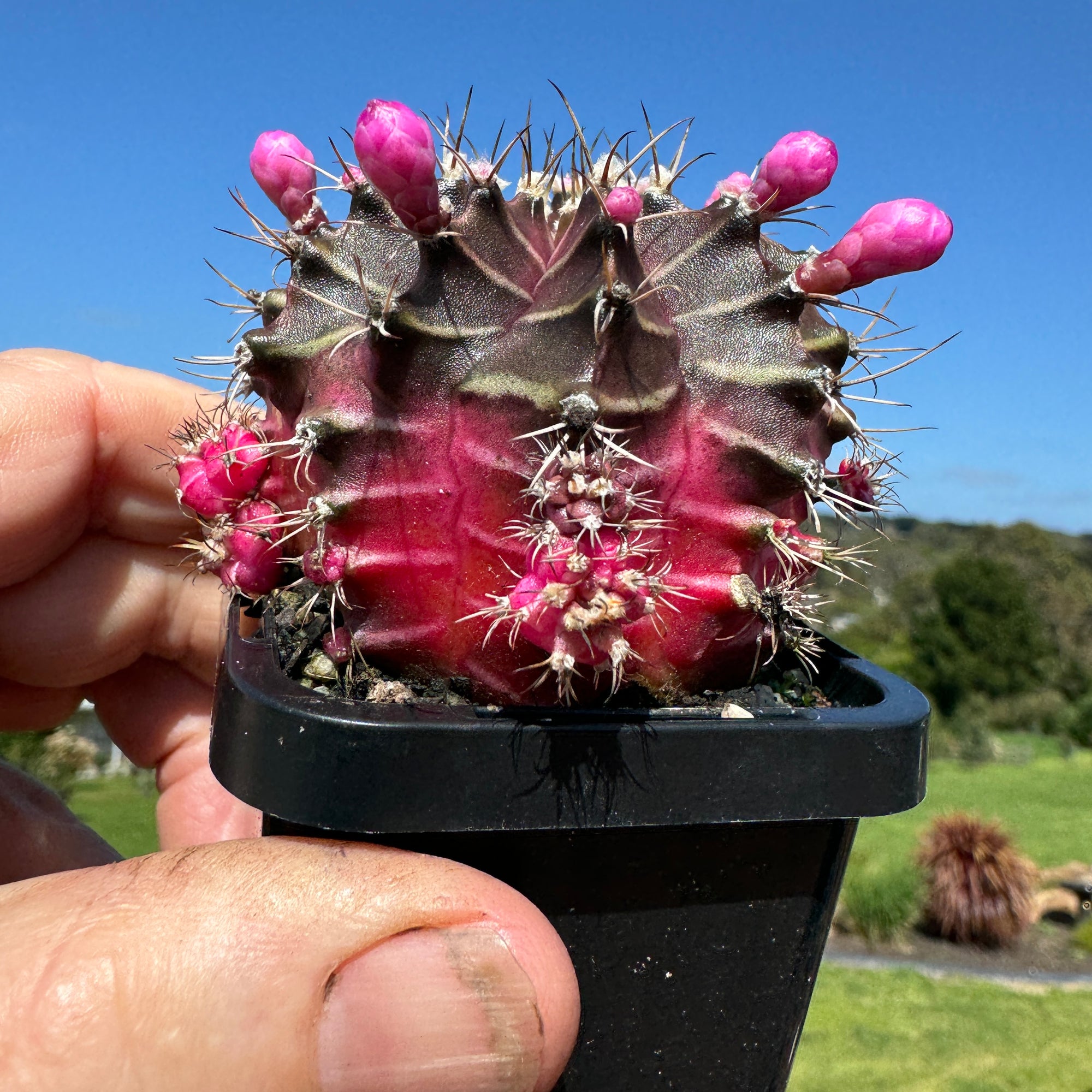 Gymnocalycium mihanovichii forma Pink and Black – Moon Cactus