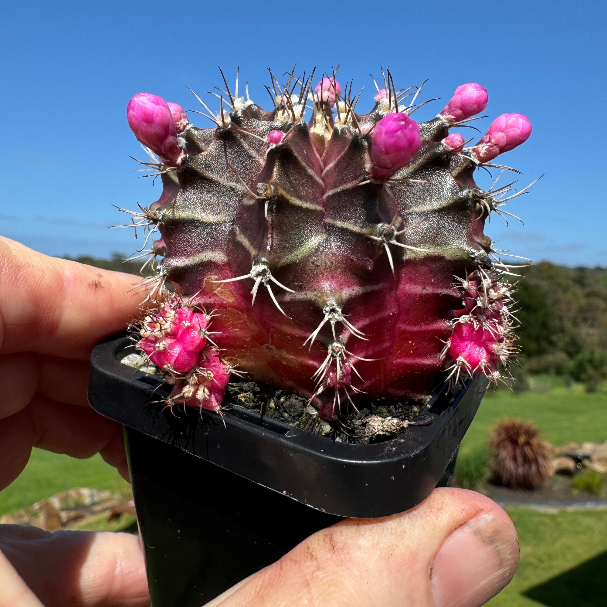 Gymnocalycium mihanovichii forma Pink and Black – Moon Cactus