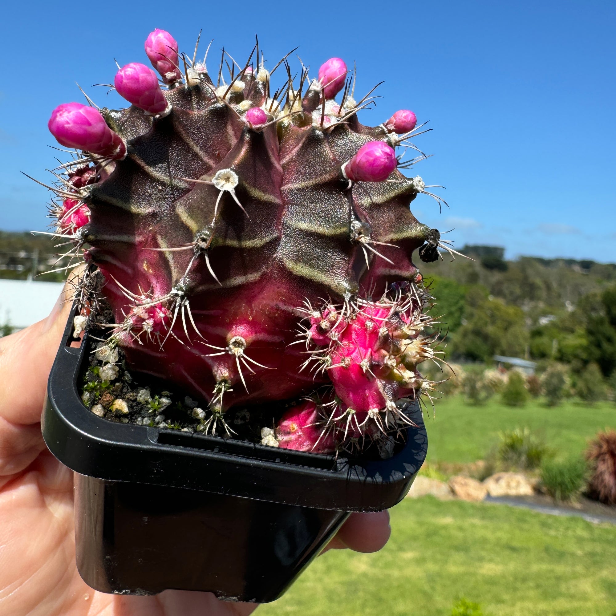 Gymnocalycium mihanovichii forma Pink and Black – Moon Cactus