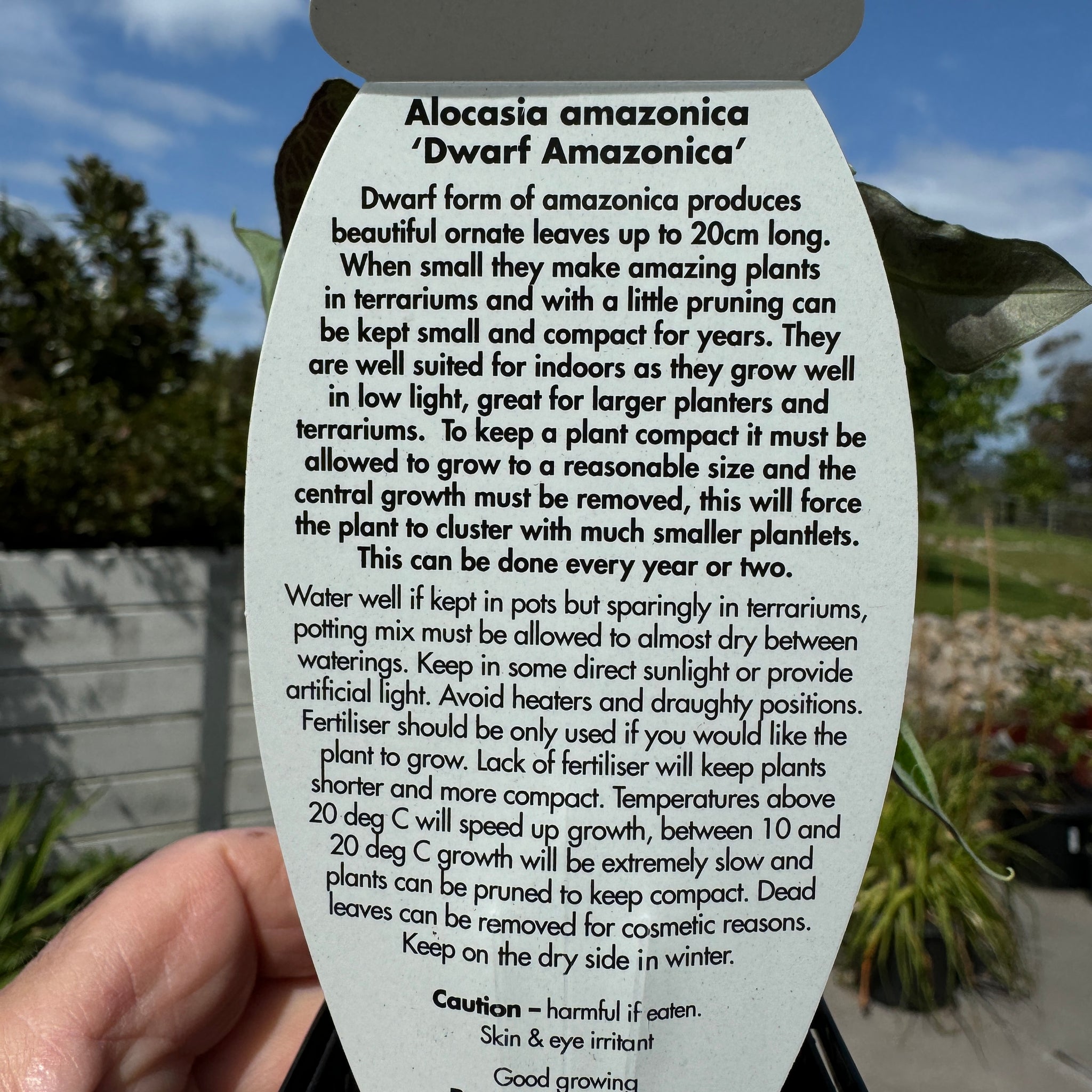 Alocasia 'Amazonica Dwarf' (WA Prohibited)