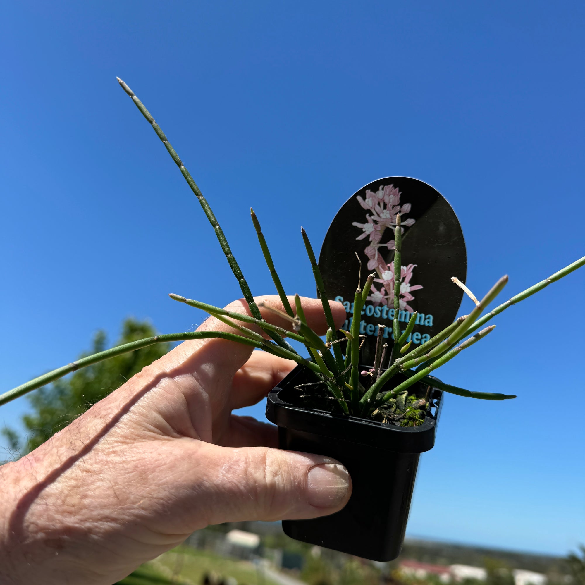 Sarcostemma subterranea (Climbing Milkweed) - Unique Climber with Delicate Pink Blooms