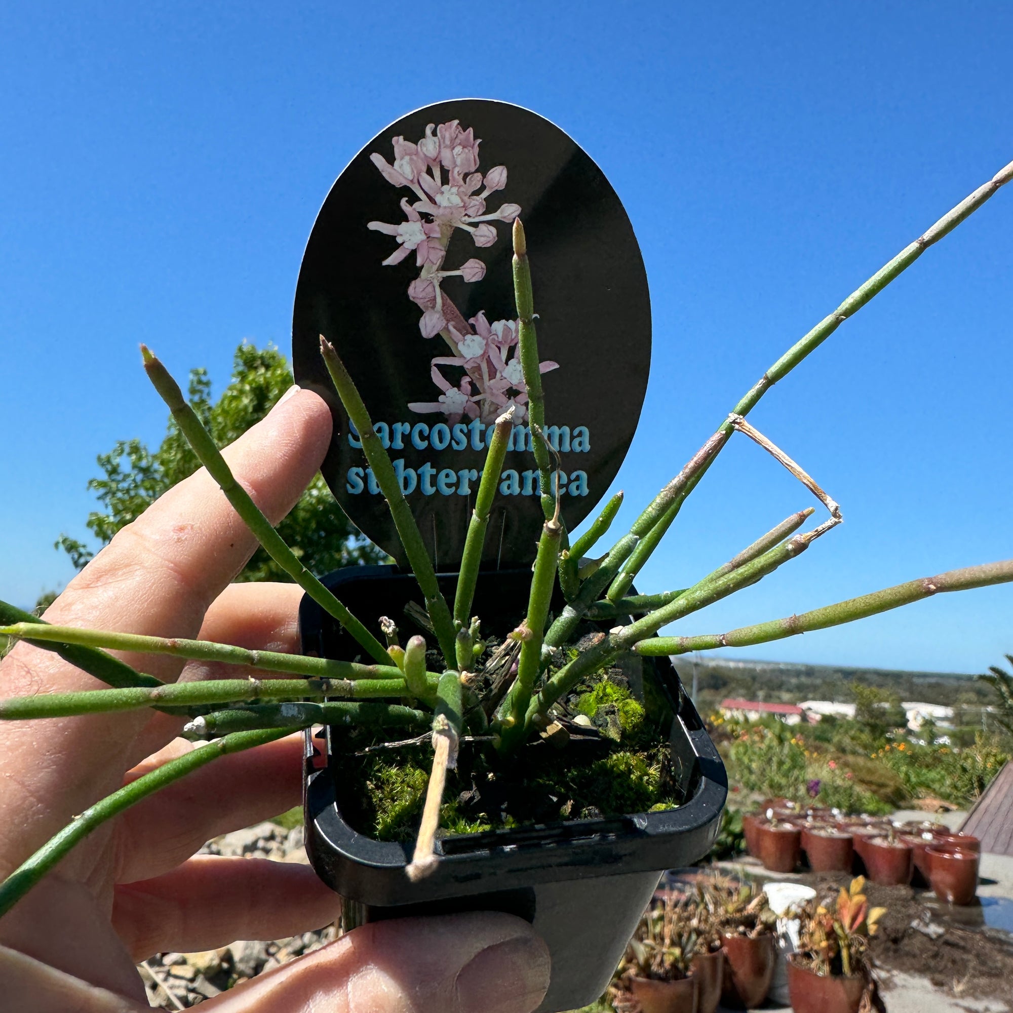 Sarcostemma subterranea (Climbing Milkweed) - Unique Climber with Delicate Pink Blooms