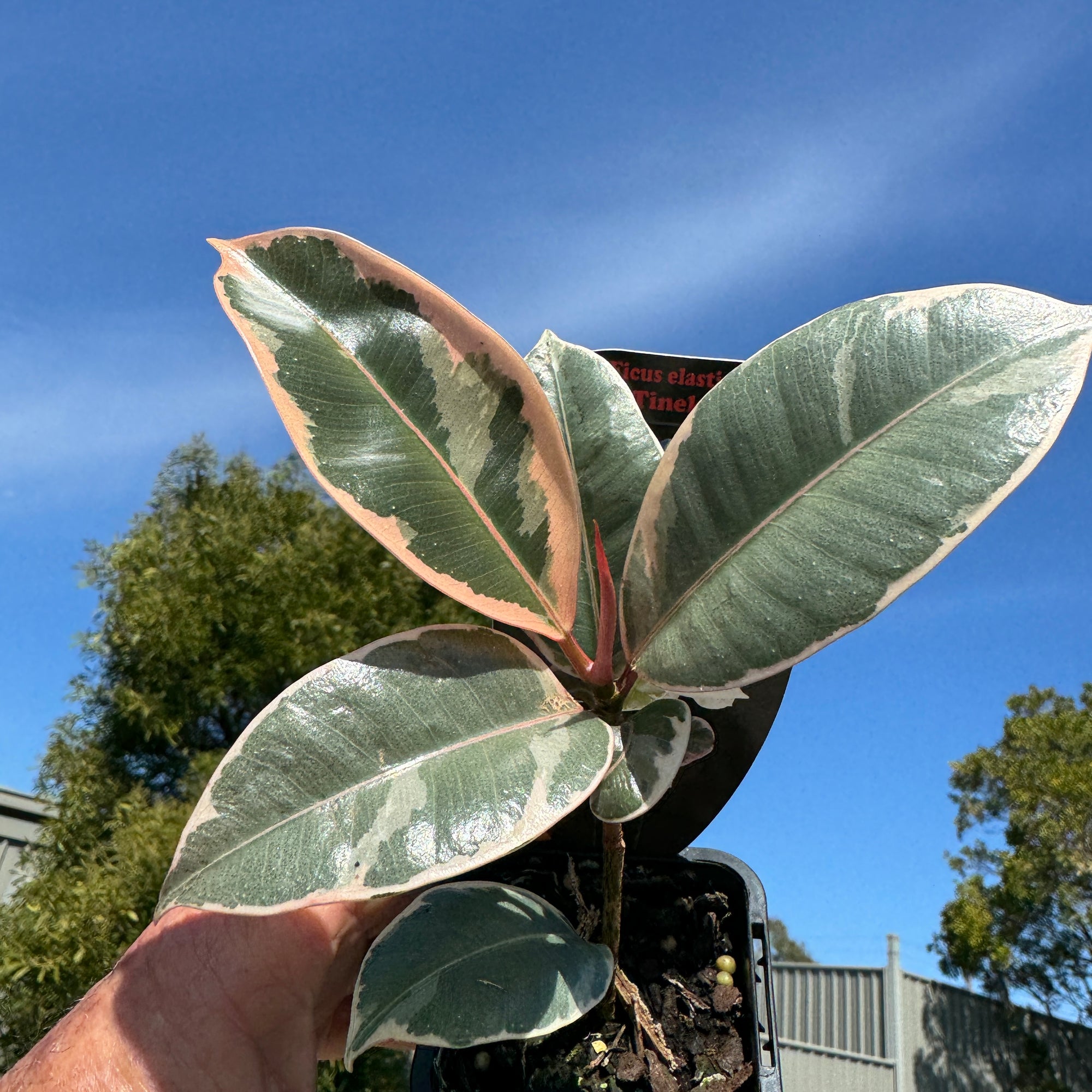 Ficus elastica 'Tineke' - Variegated Rubber Plant