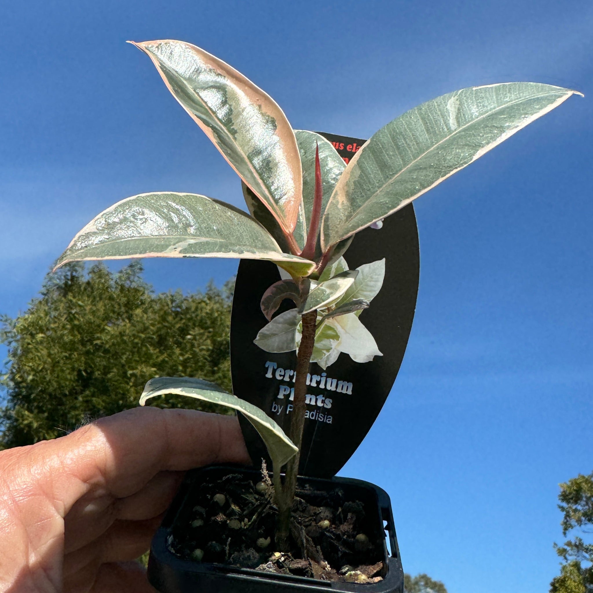 Ficus elastica 'Tineke' - Variegated Rubber Plant