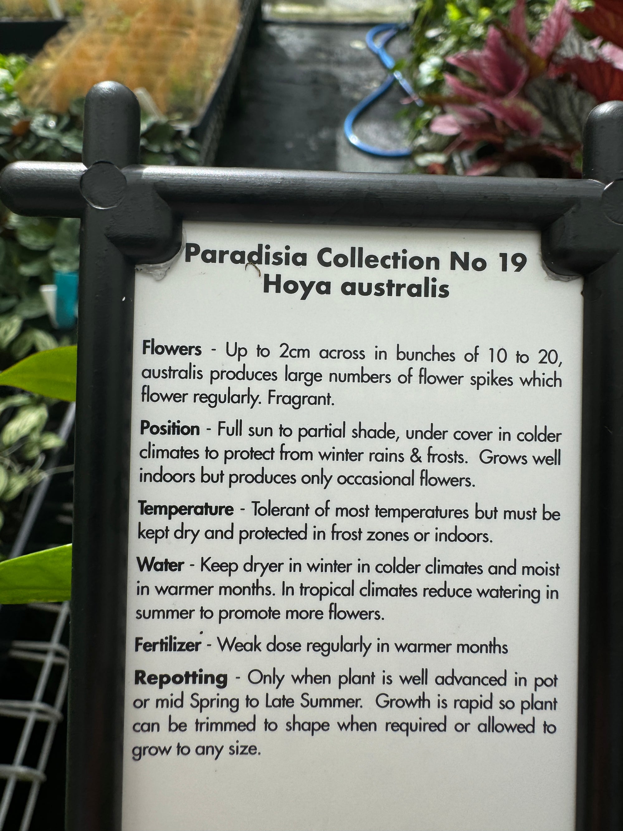 Hoya australis - The Versatile & Easygoing Hoya