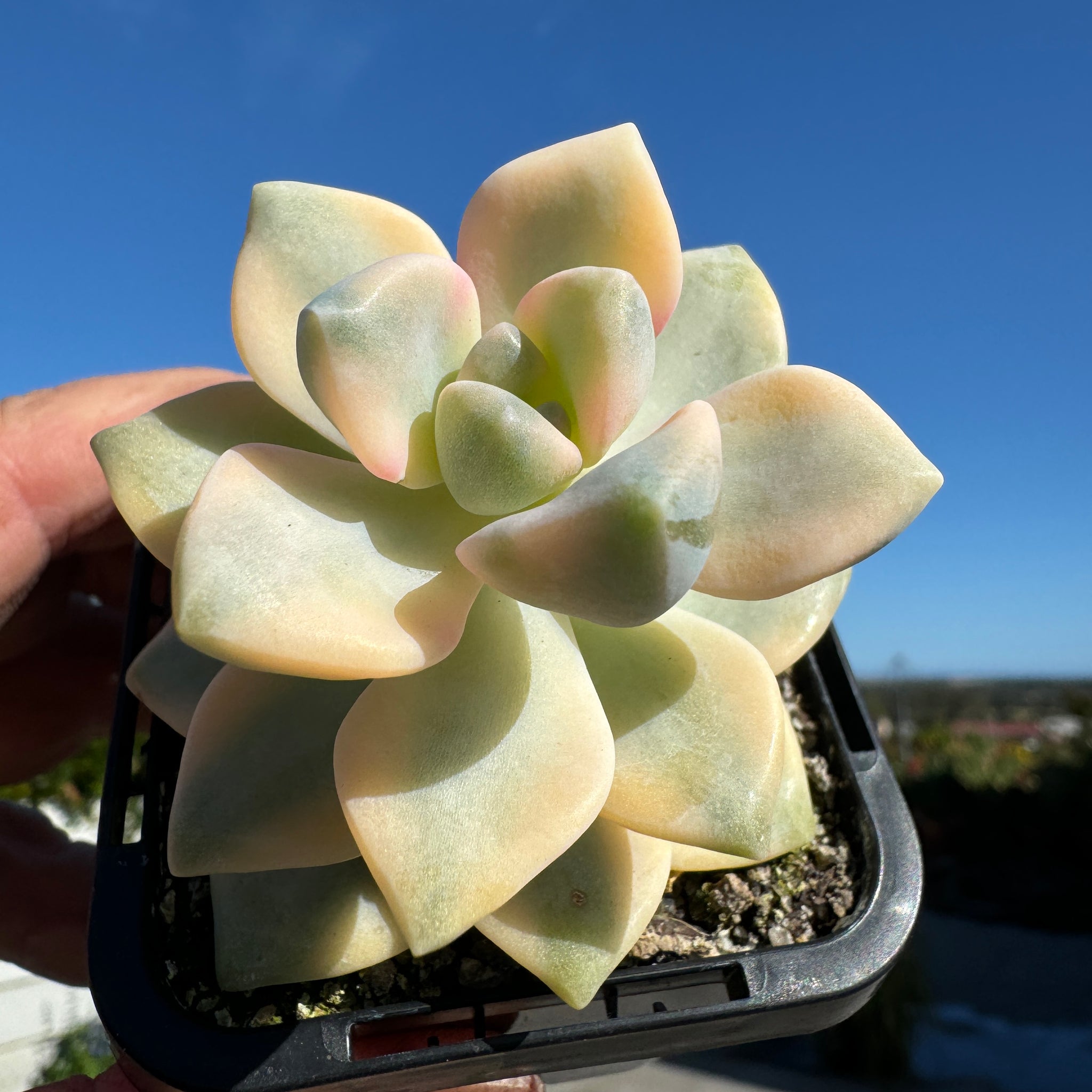 Graptopetalum paraguayense ssp. bernalense Variegata