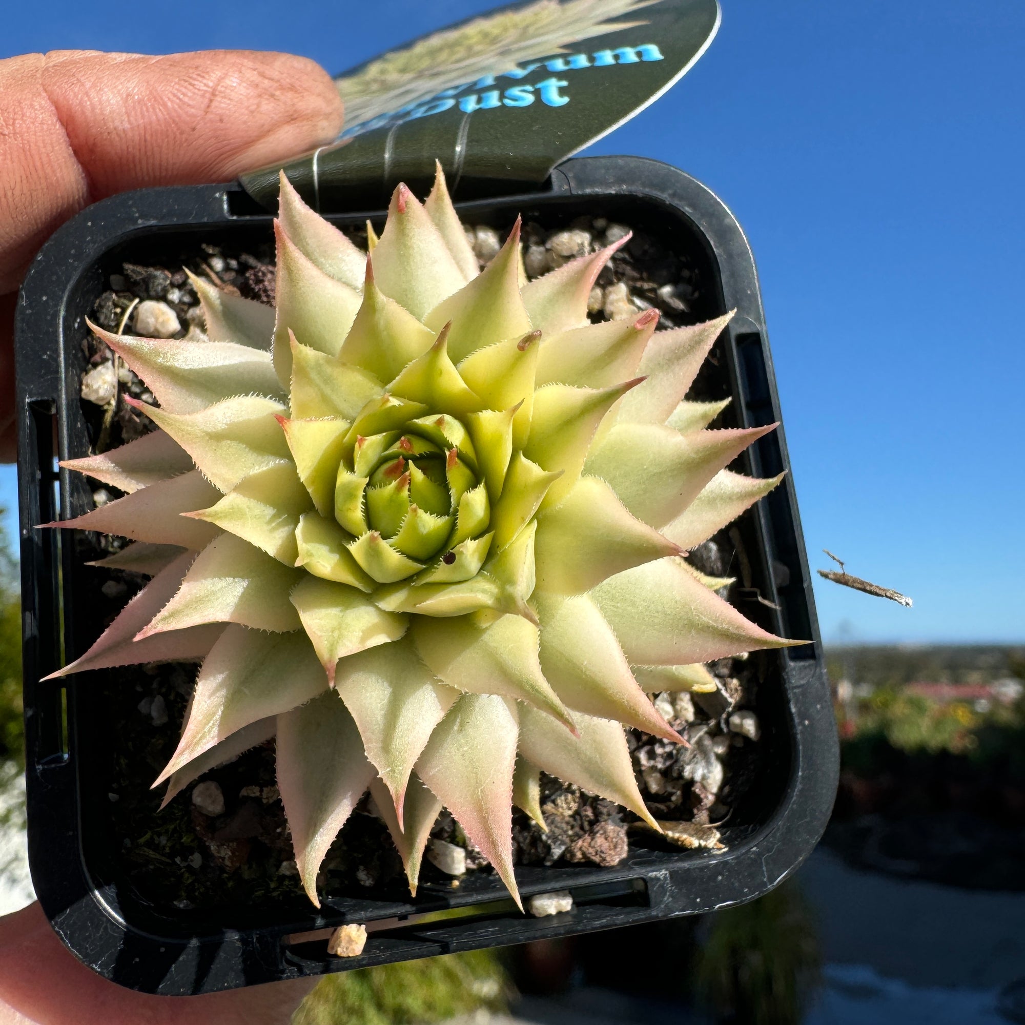 Sempervivum 'Gold Dust'