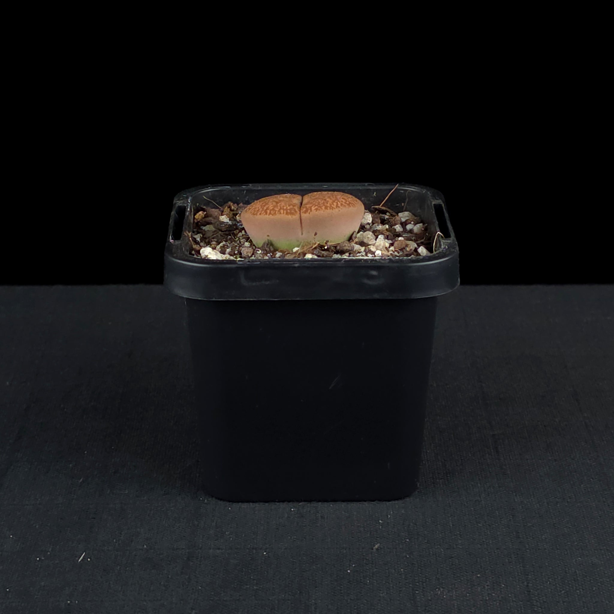 Lithops Living Stone Plants