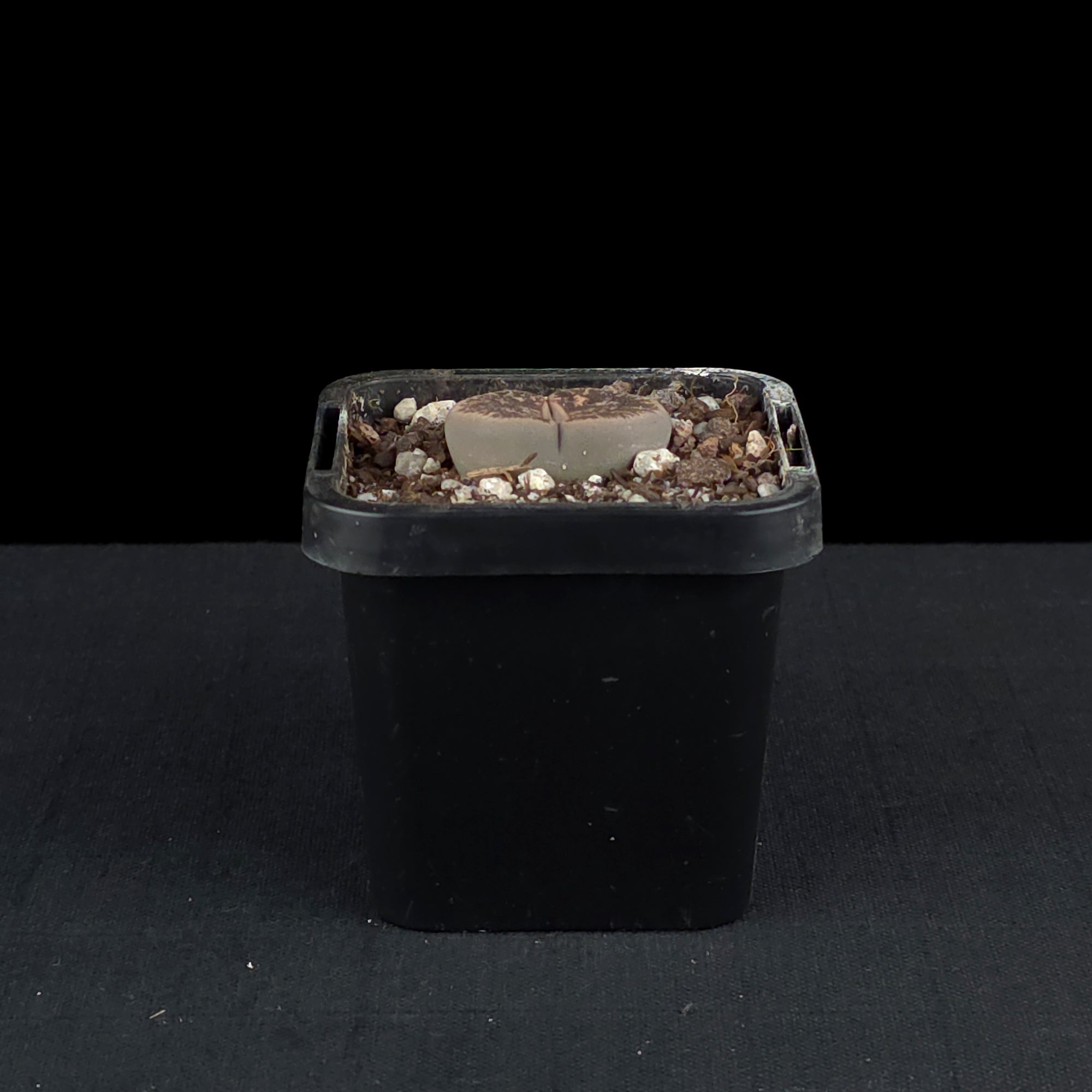 Lithops Living Stone Plants