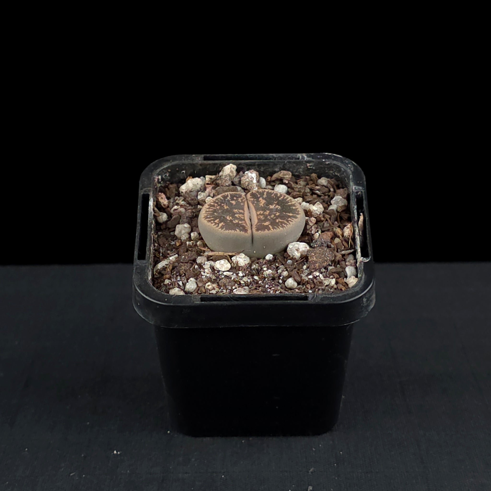 Lithops Living Stone Plants