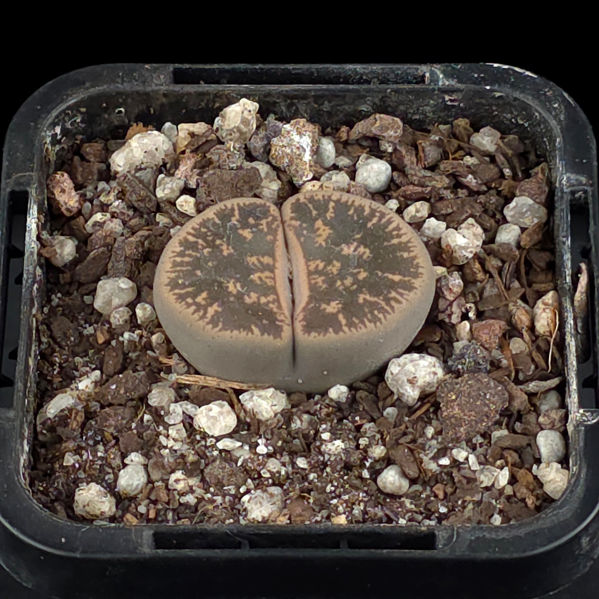 Lithops Living Stone Plants