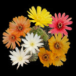 Lobivia arachnacantha – Colour Form Collection (5 plants)