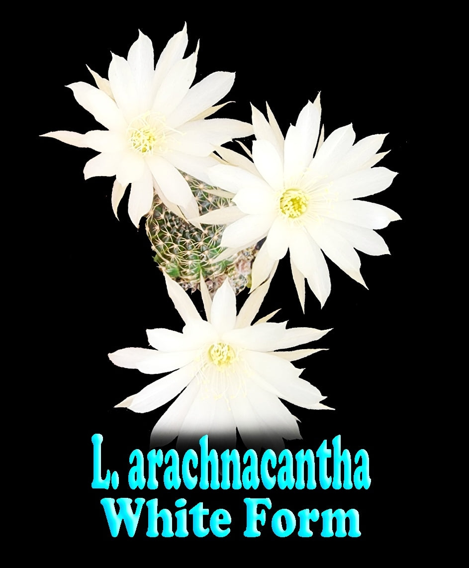 Echinopsis arachnacantha (Syn. Lobivia arachnacantha) White Form – A Delicate Spiny Beauty