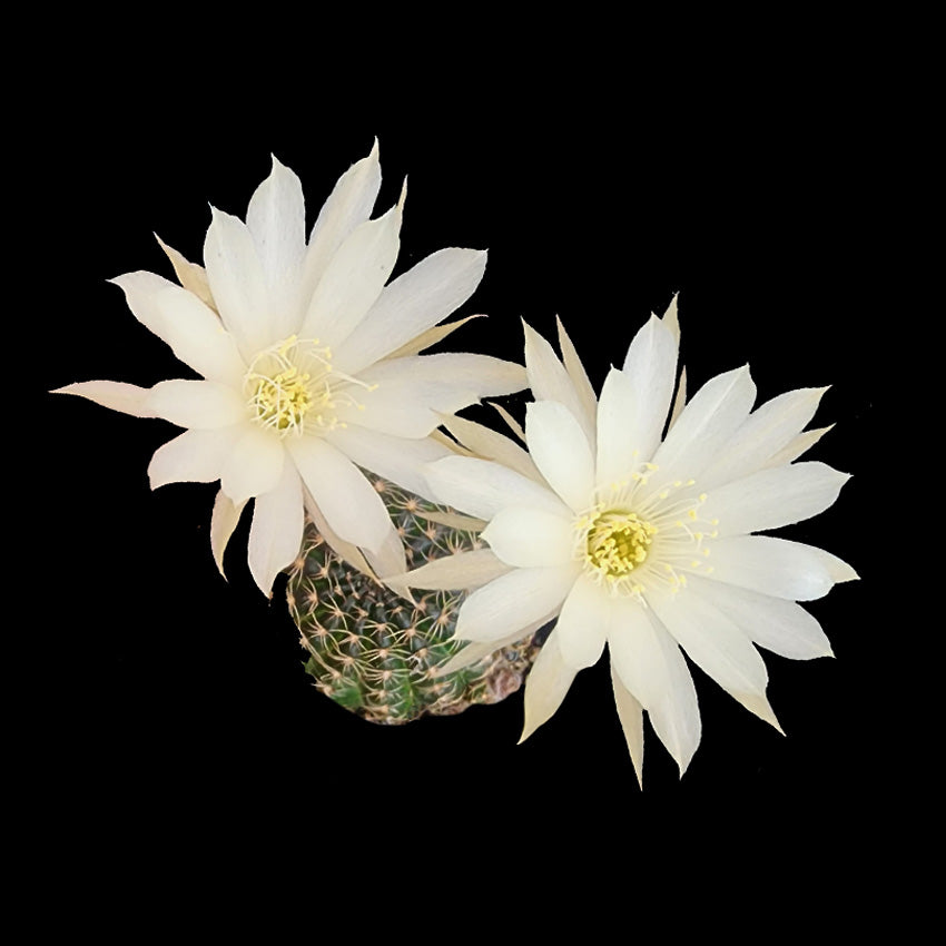 Echinopsis arachnacantha (Syn. Lobivia arachnacantha) White Form – A Delicate Spiny Beauty