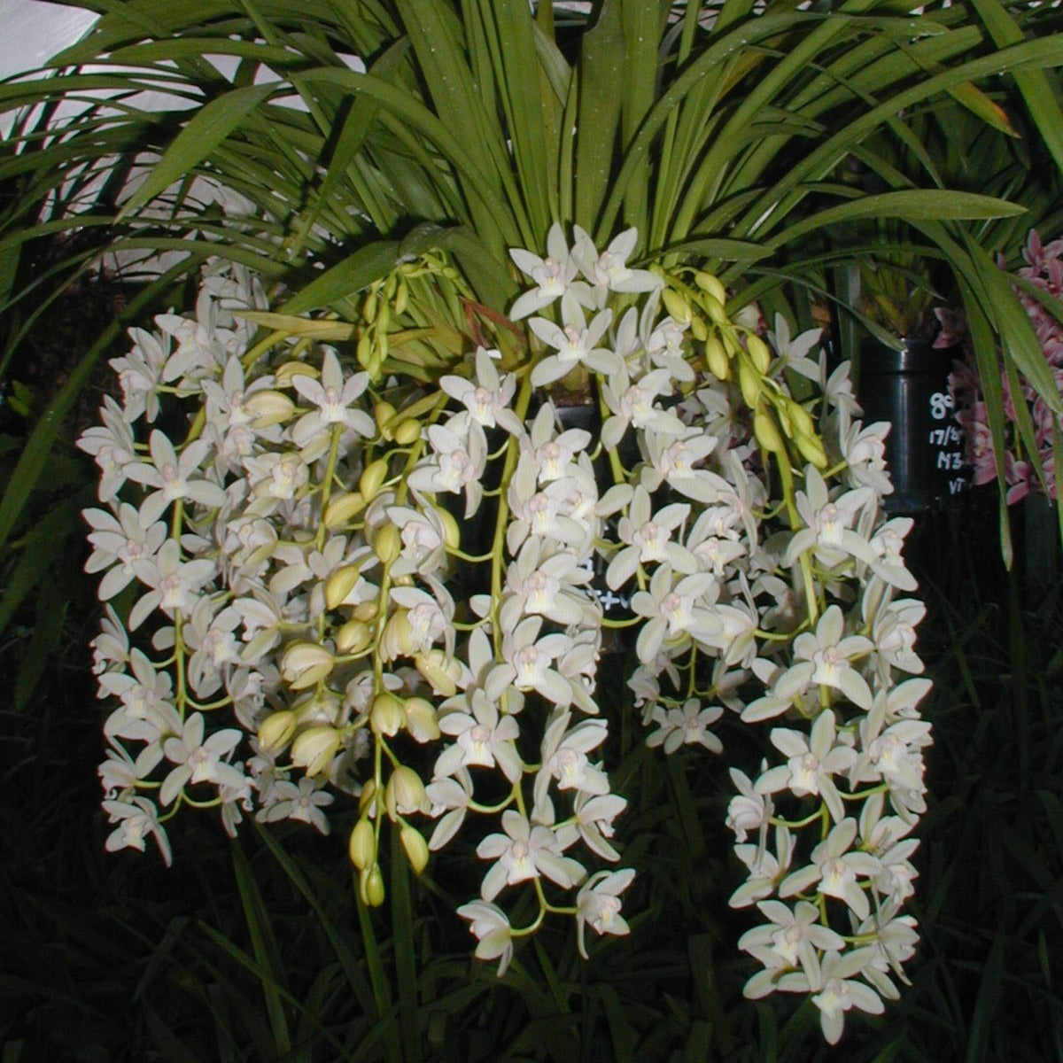 Cymbidium Little Sarah 'Snowflake'