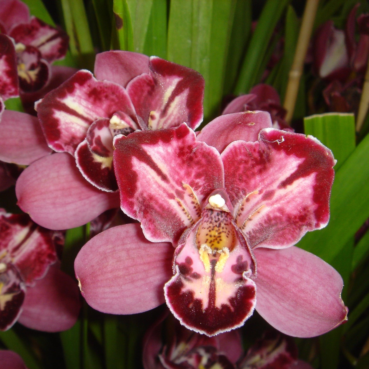 Cymbidium Peppers Fire 'Fiesta'