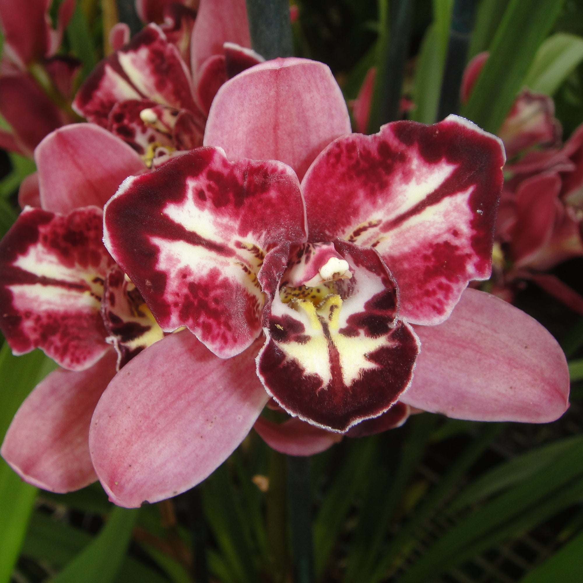 Cymbidium Peppers Fire 'Fiesta'