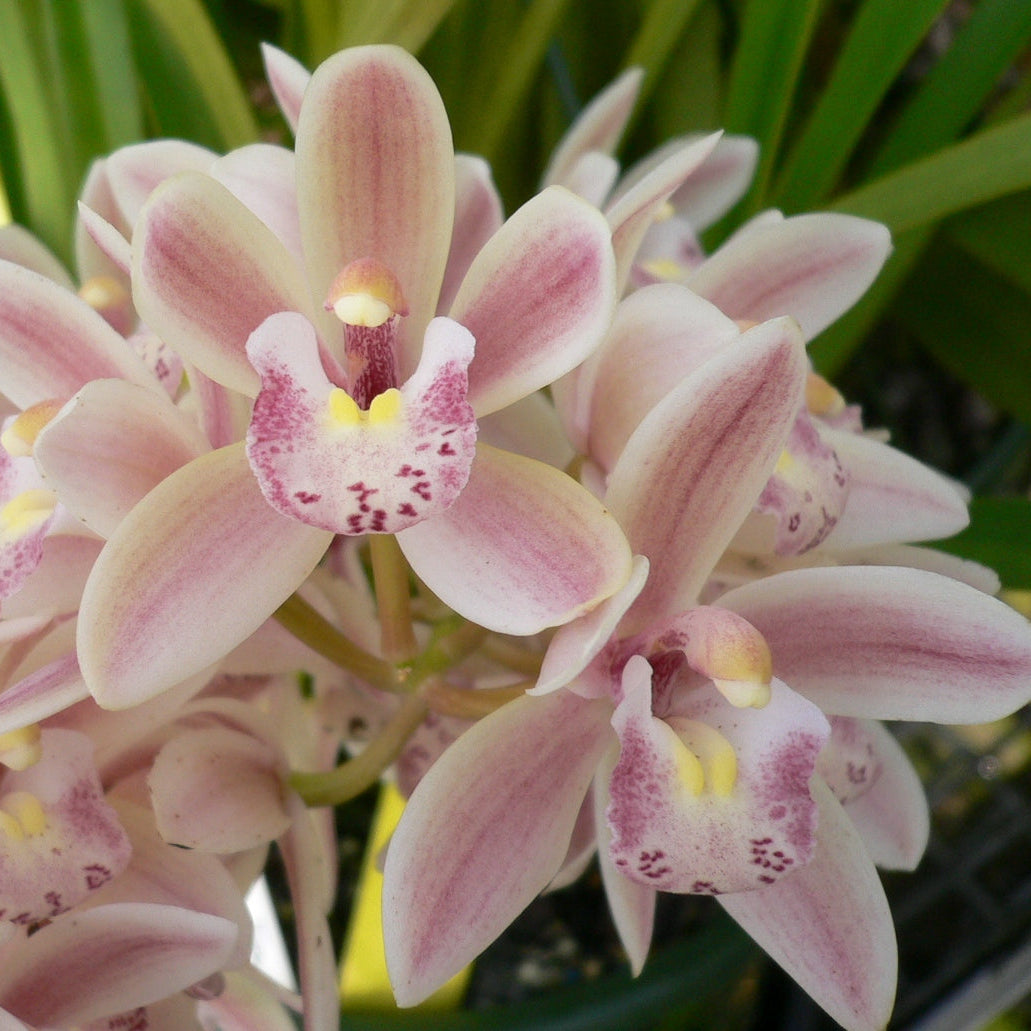Cymbidium Pink Icicle 'Small Fry'