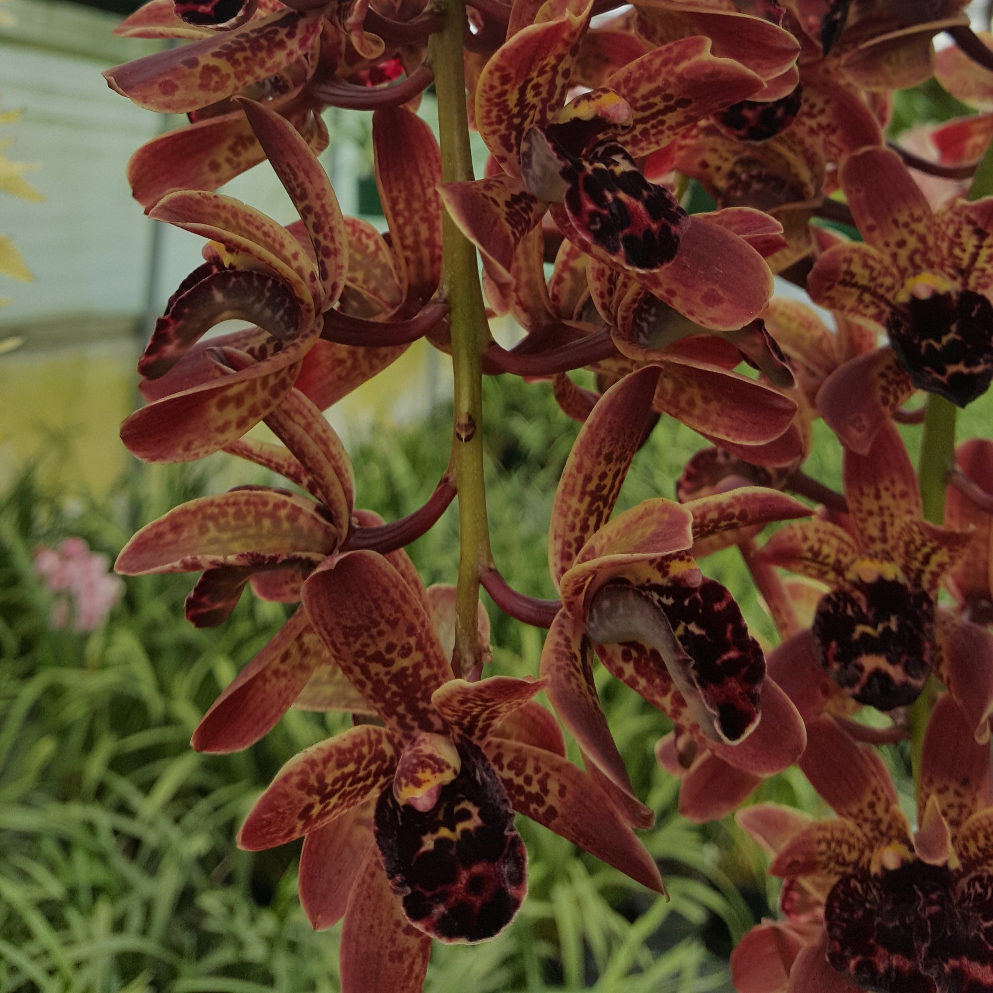 Cymbidium Idyllic Glamour 'Ern's Choice'