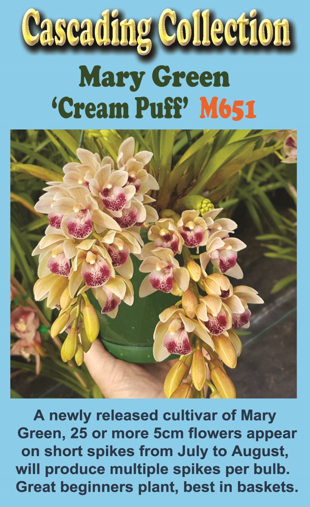 Cymbidium Mary Green 'Cream Puff'