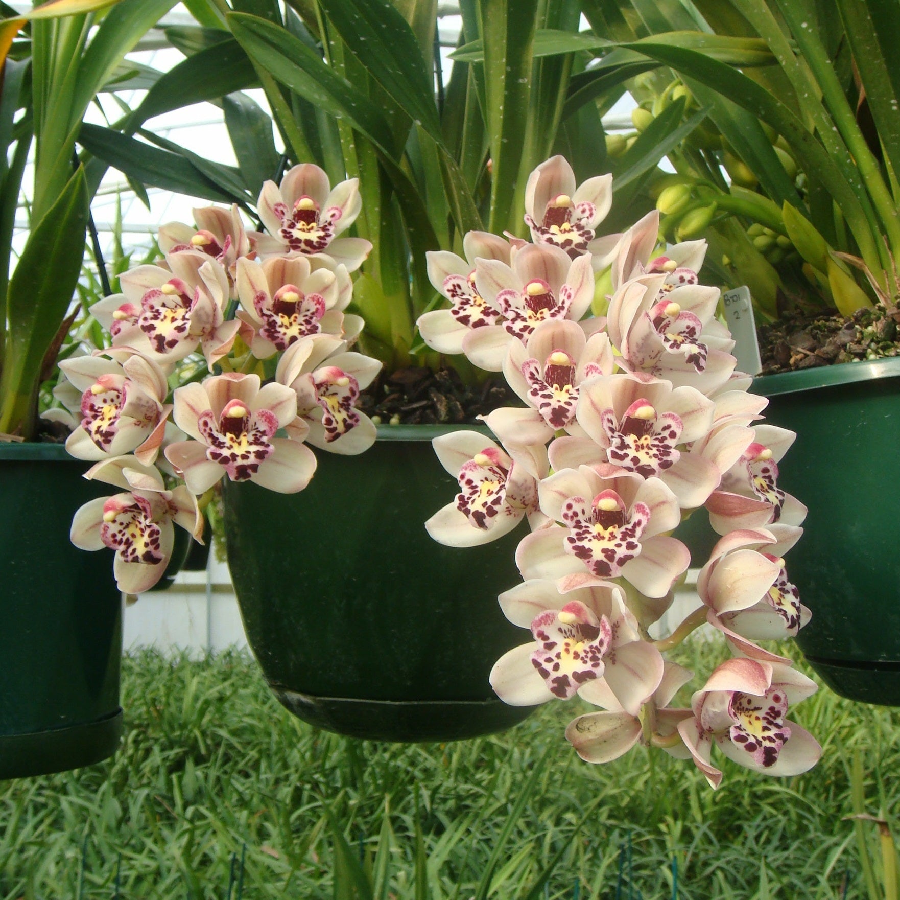 Cymbidium Paradisian Surprise 'Dotty Lip'