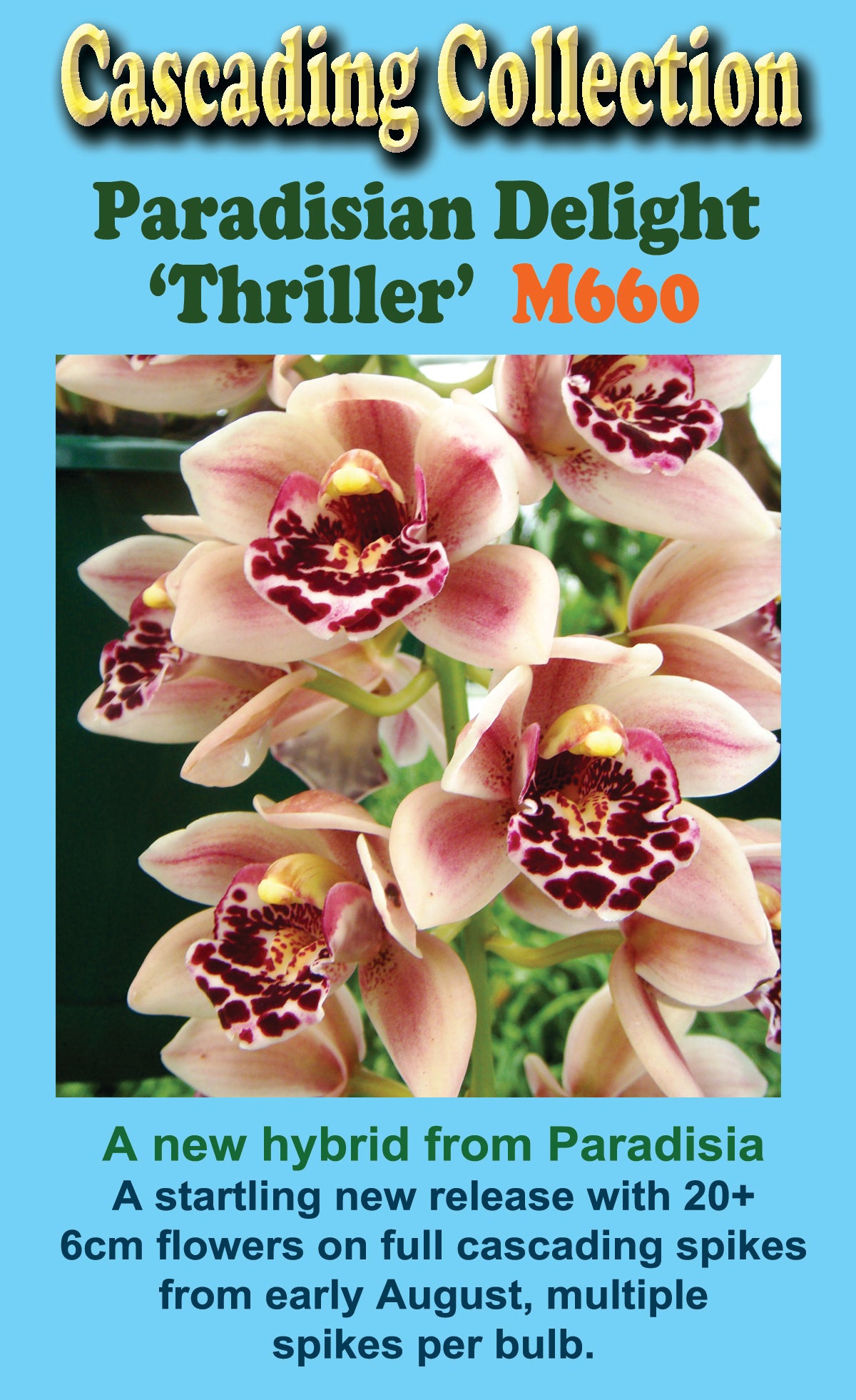 Cymbidium Paradisian Delight 'Thriller'