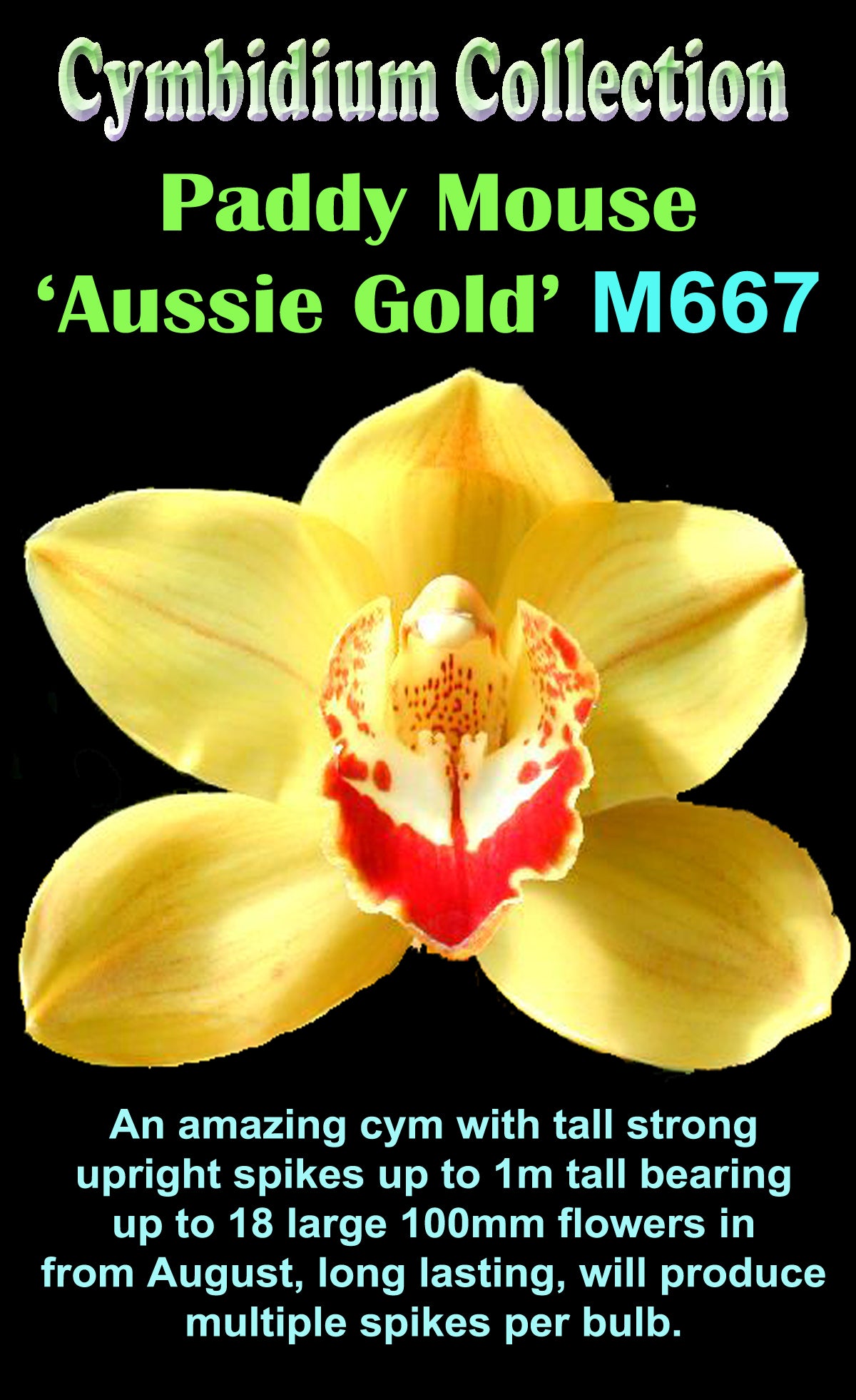 Cymbidium Paddy Mouse 'Aussie Gold'