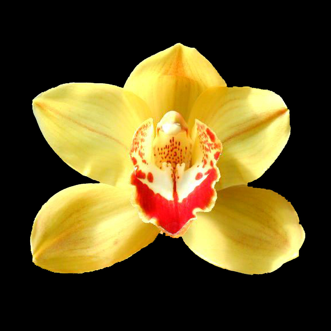 Cymbidium Paddy Mouse 'Aussie Gold'