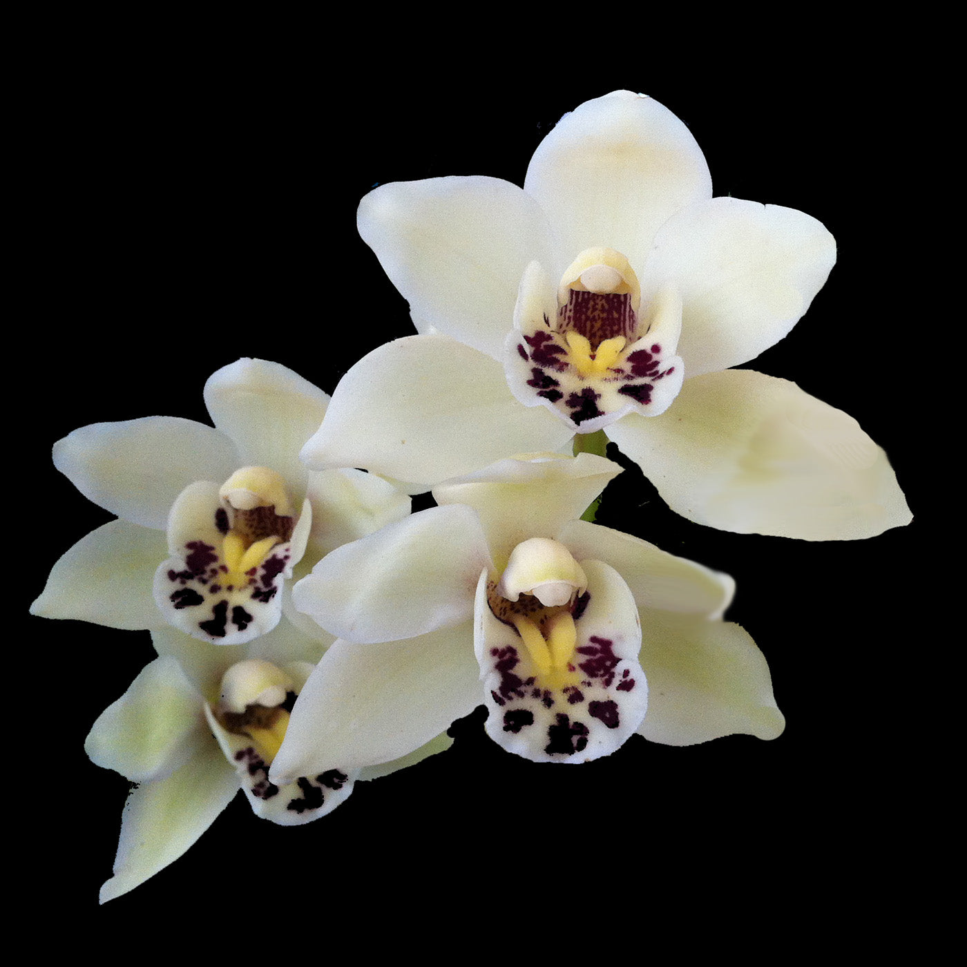 Cymbidium Snowman