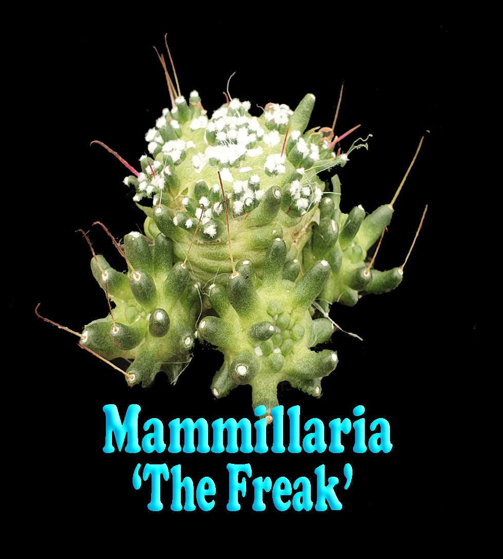 Mammillaria bocasana 'The Freak' - An Enchanting Mutated Cactus