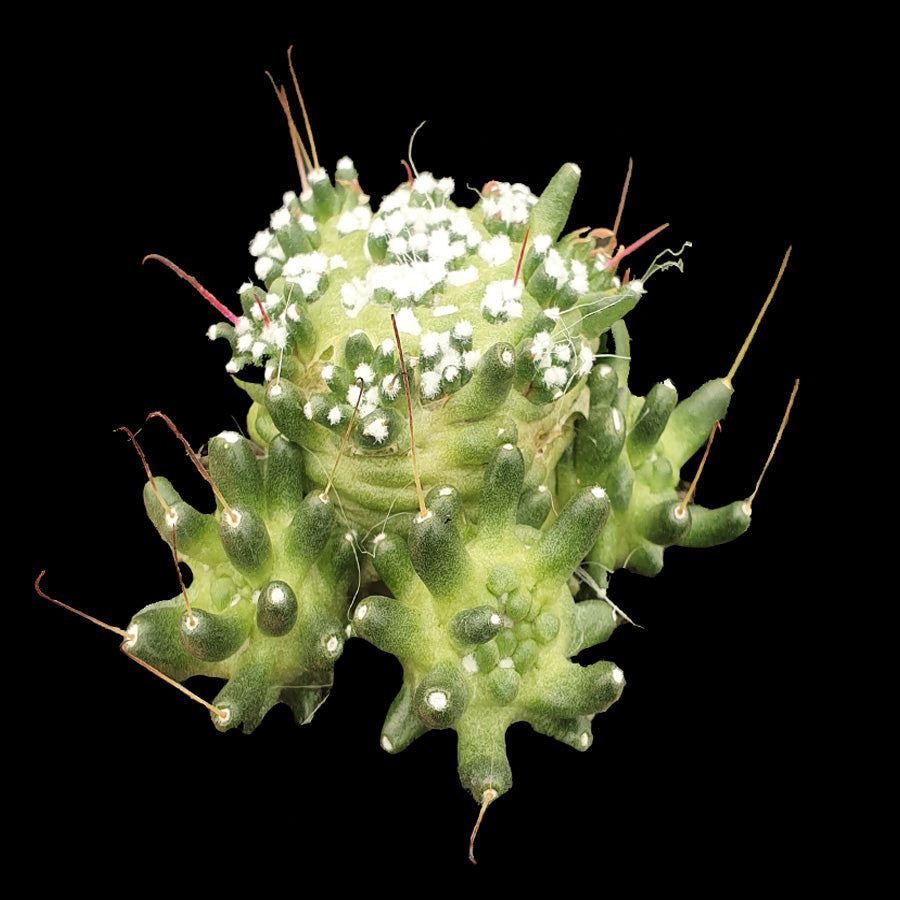 Mammillaria bocasana 'The Freak' - An Enchanting Mutated Cactus