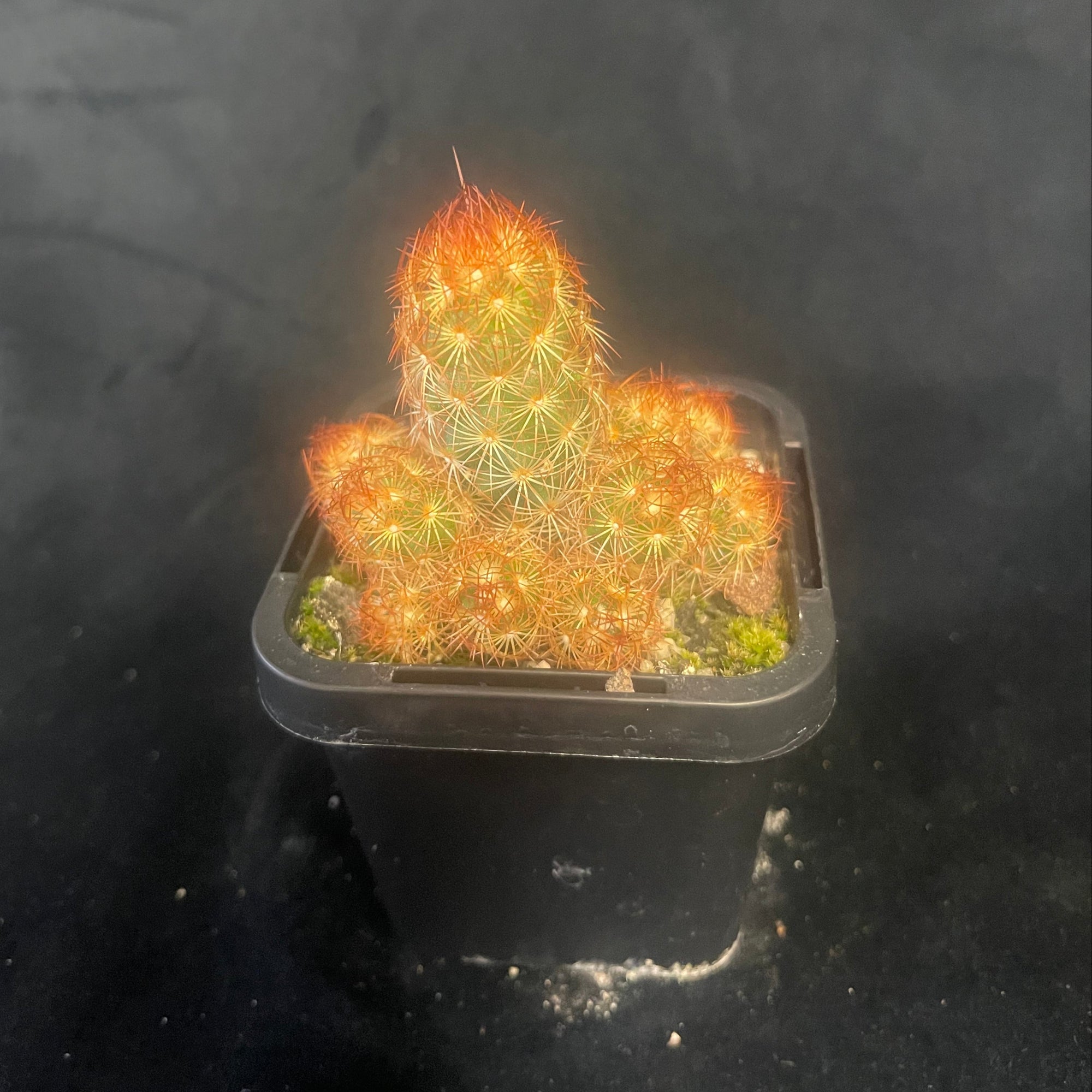 Mammillaria elongata 'Red'