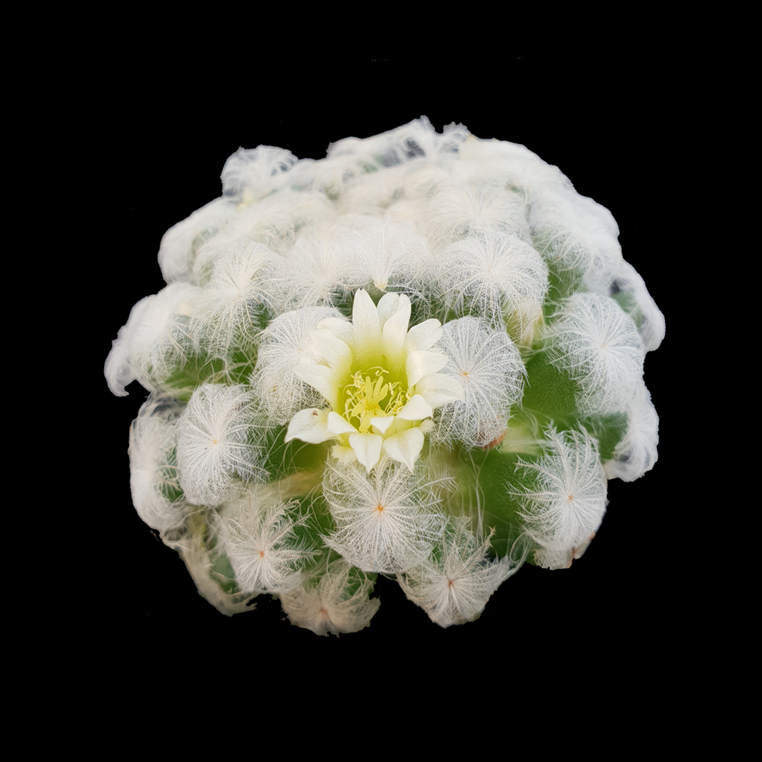Mammillaria plumosa - Feather Cactus