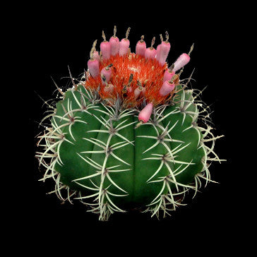 Melocactus matanzanus 'The Dwarf Turks' - A Compact and Striking Cactus