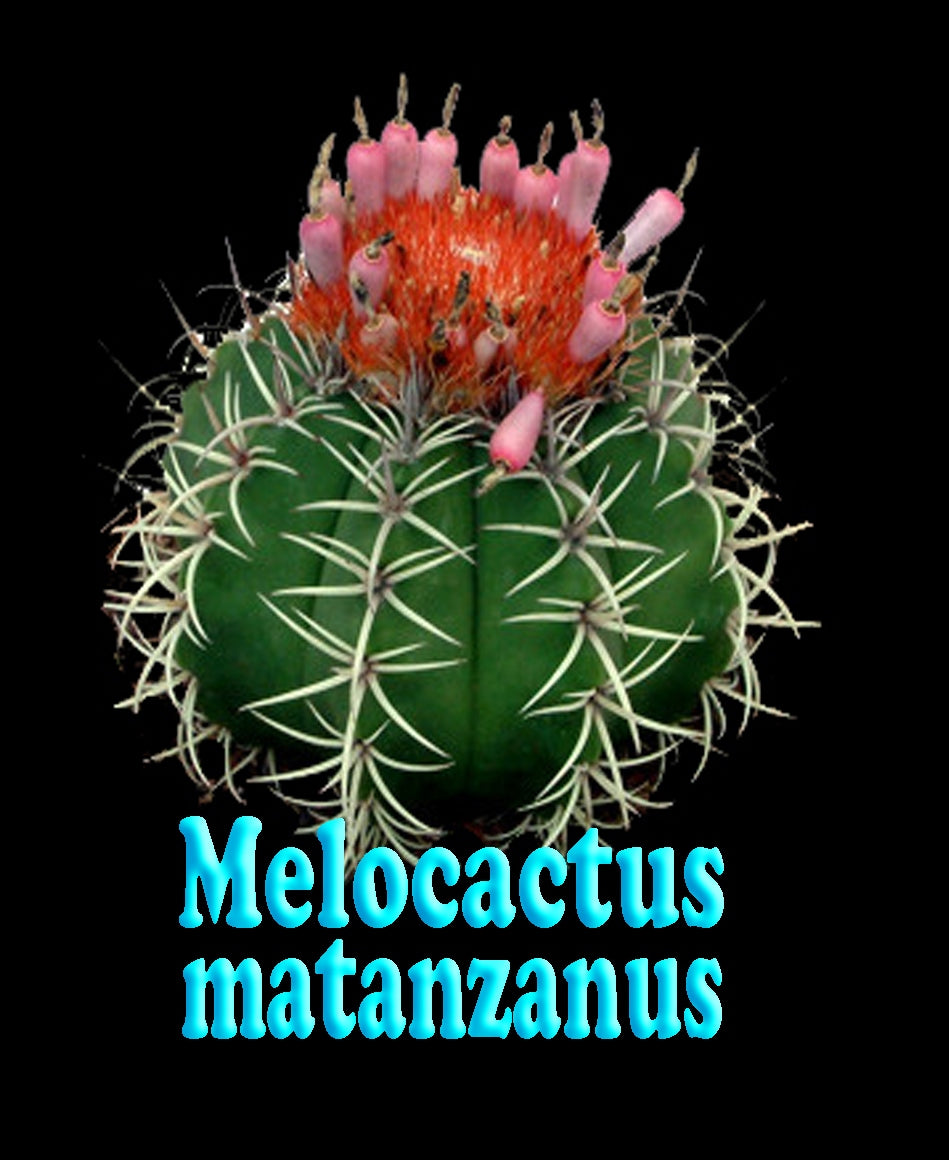 Melocactus matanzanus 'The Dwarf Turks' - A Compact and Striking Cactus