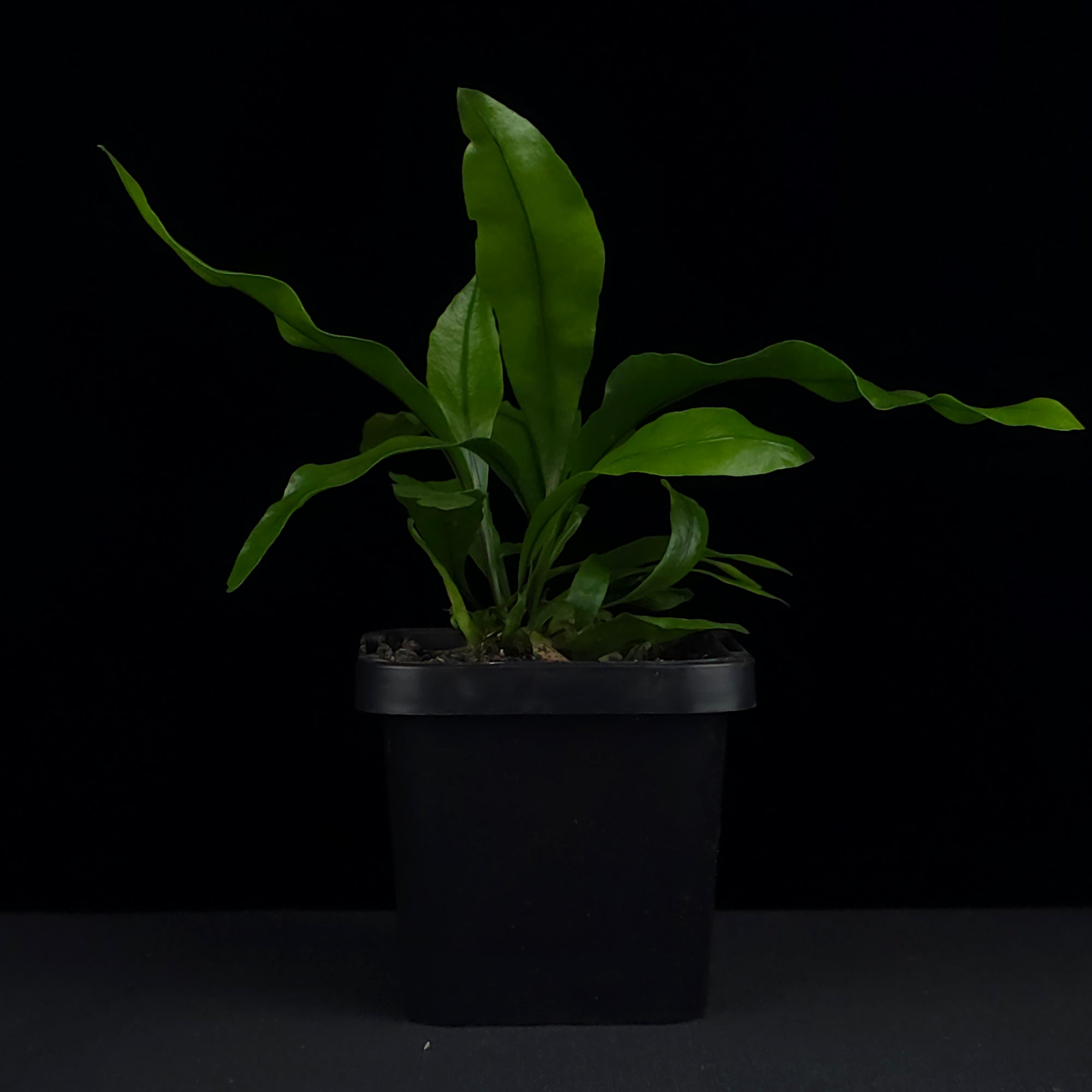 Microsorum diversifolium (Syn. punctatum) 'The Kangaroo Paw Fern'