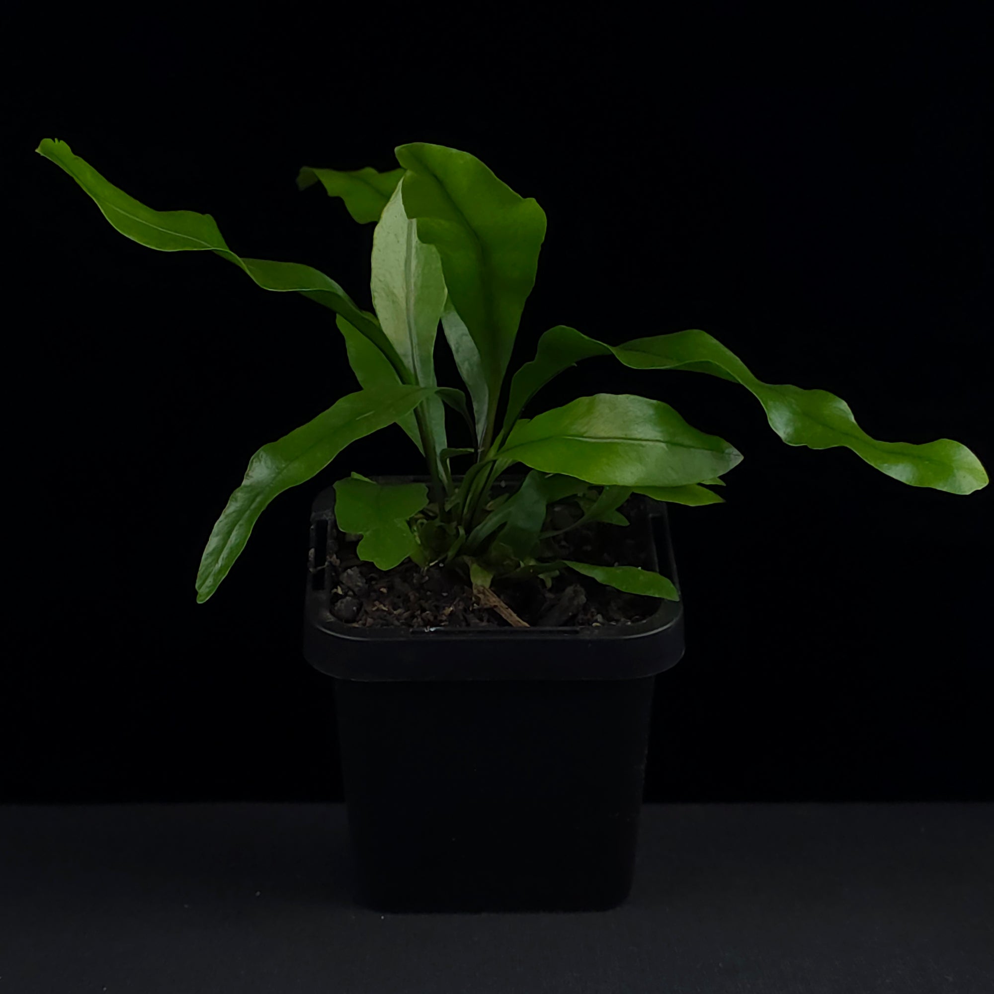 Microsorum diversifolium (Syn. punctatum) 'The Kangaroo Paw Fern'