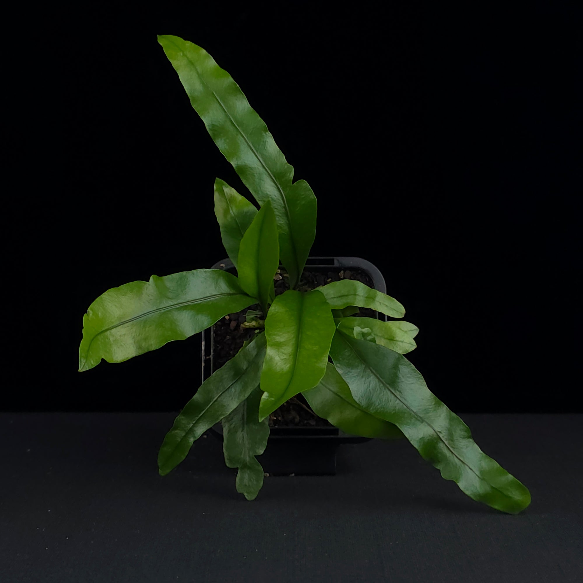 Microsorum diversifolium (Syn. punctatum) 'The Kangaroo Paw Fern'