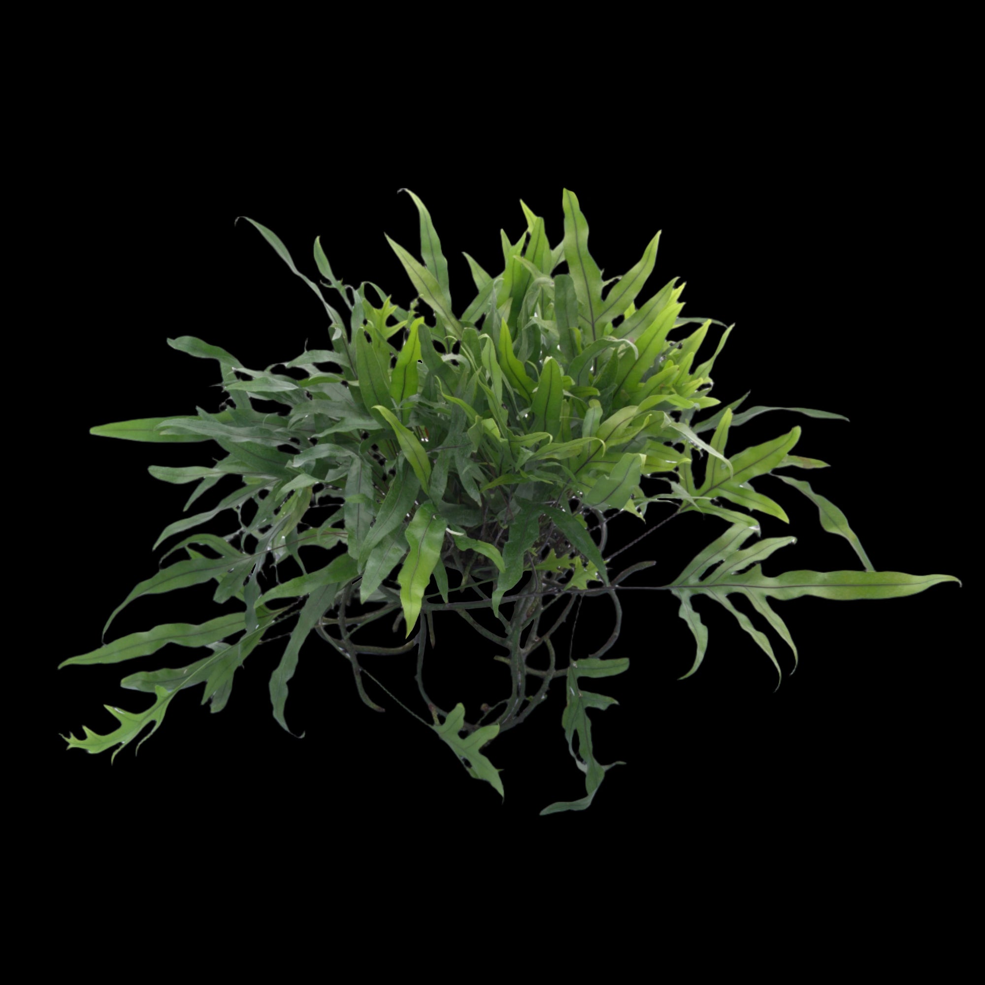 Microsorum-diversifolium-Kangaroo-Paw-Fern
