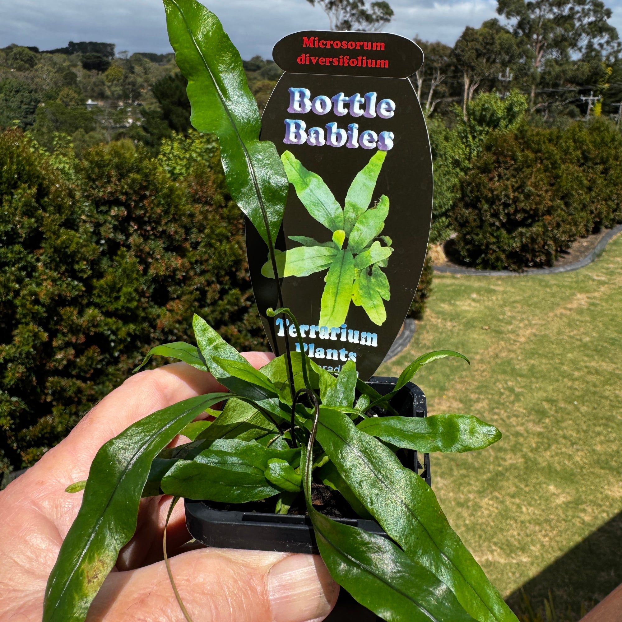 Microsorum-diversifolium-The-Kangaroo-Paw-Fern-Plant-66