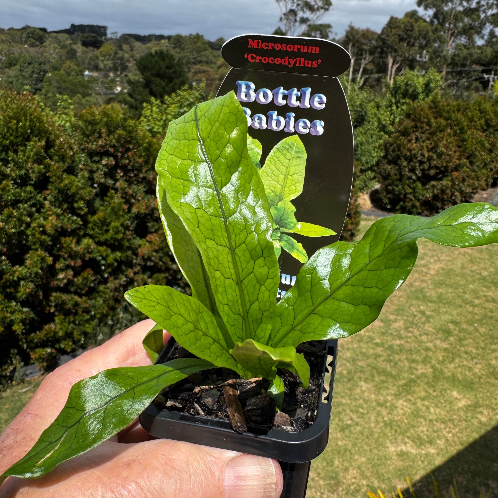 Microsorum musifolium 'Crocodyllus' - The Crocodile Fern