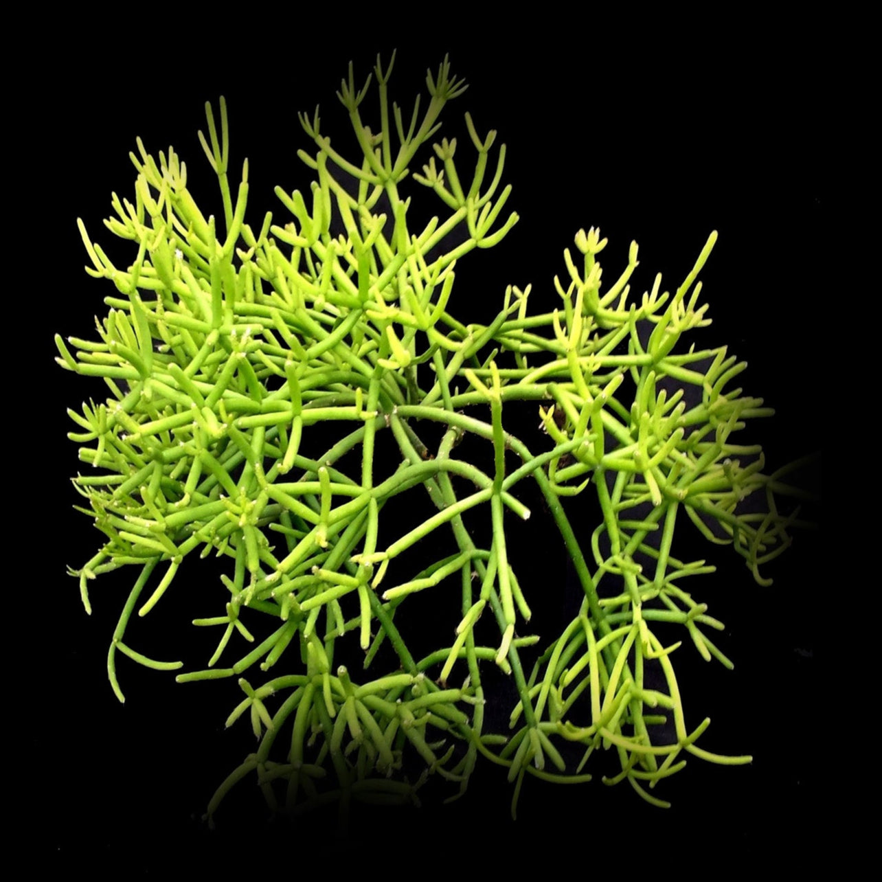 types of mistletoe cactus Rhipsalis teres f. heteroclada