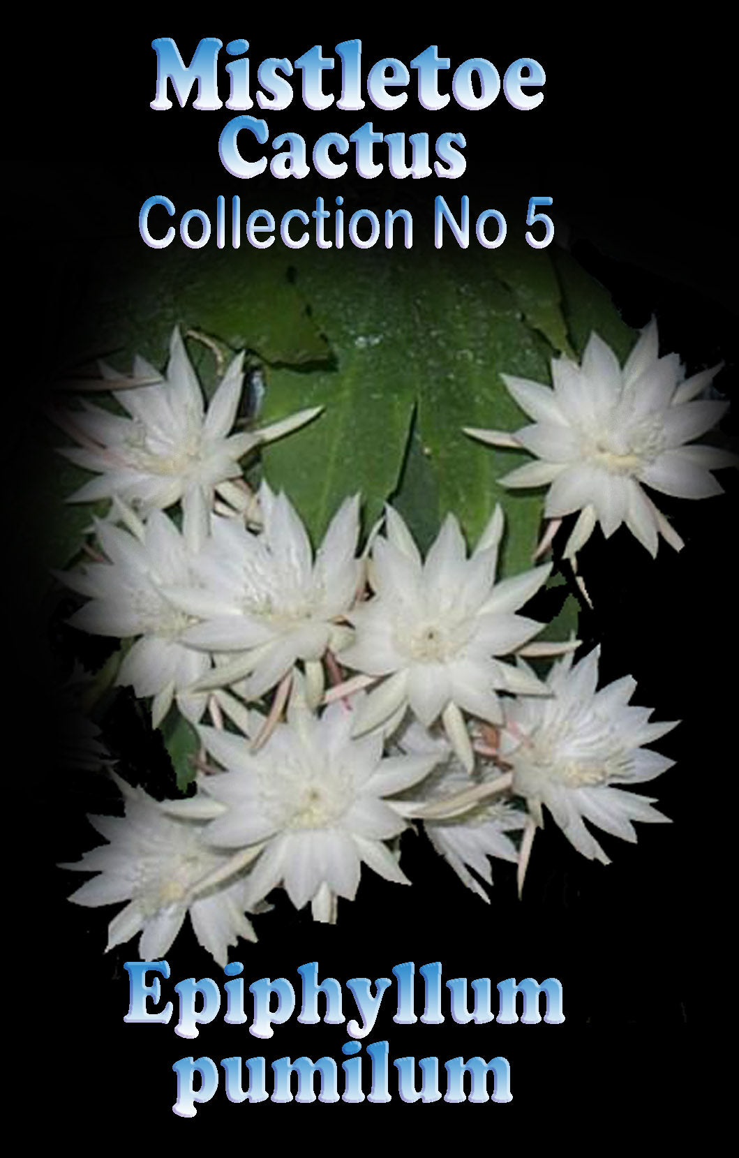 Epiphyllum pumilum - Orchid Cactus