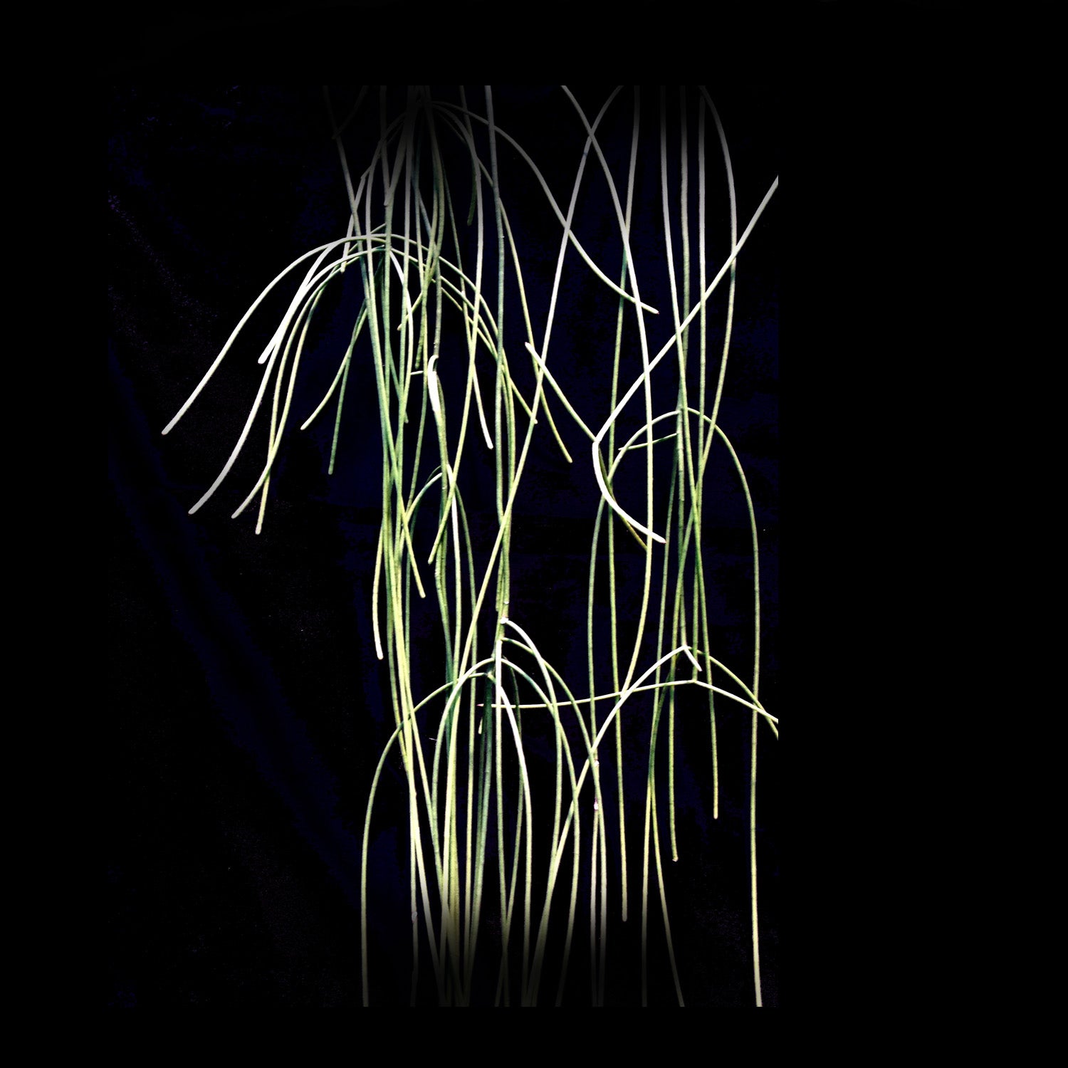 Rhipsalis hoelleri - Mistletoe Cactus