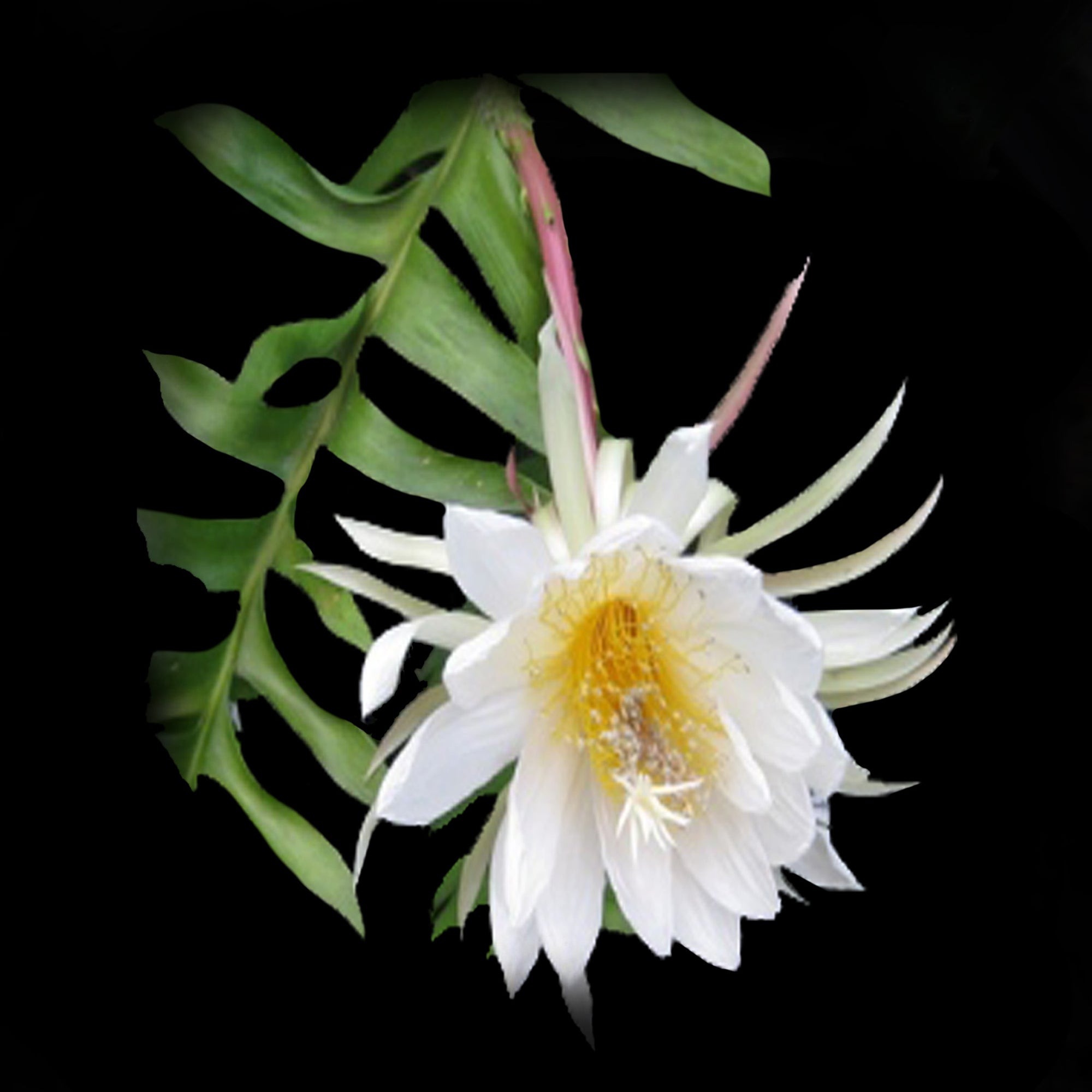 Selenicereus chrysocardium - Fern Leaf Cactus