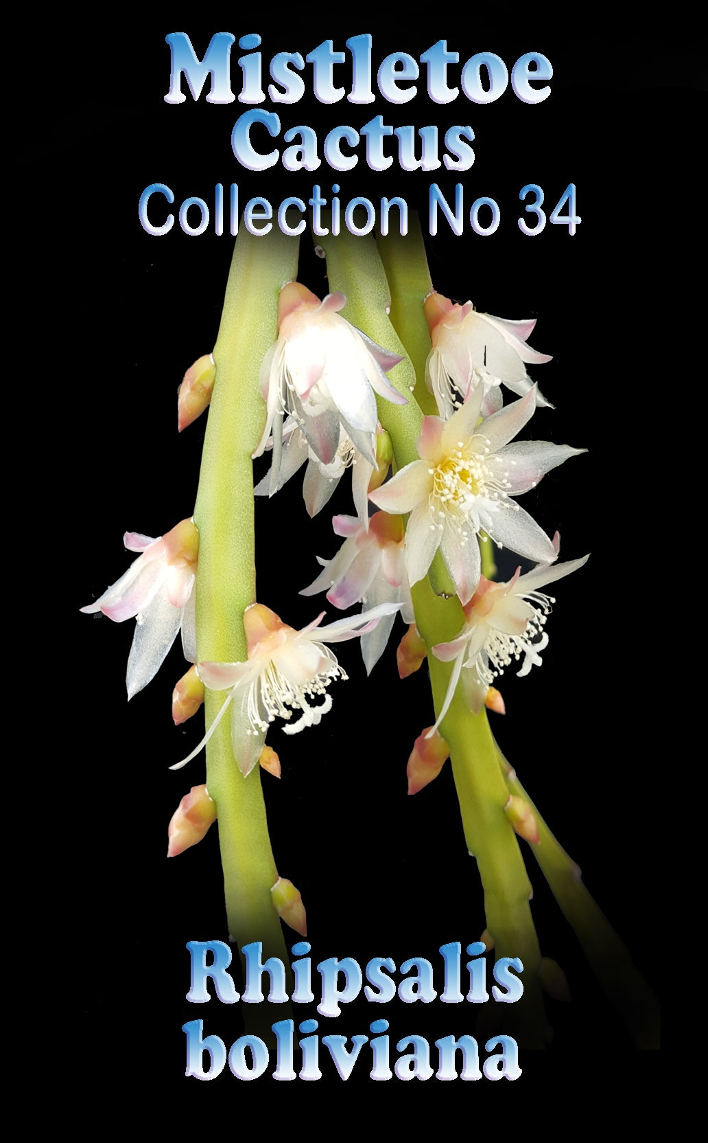 Pfeiffera boliviana (syn. Rhipsalis boliviana) - Bolivian Rhipsalis - Unique Epiphytic Cactus